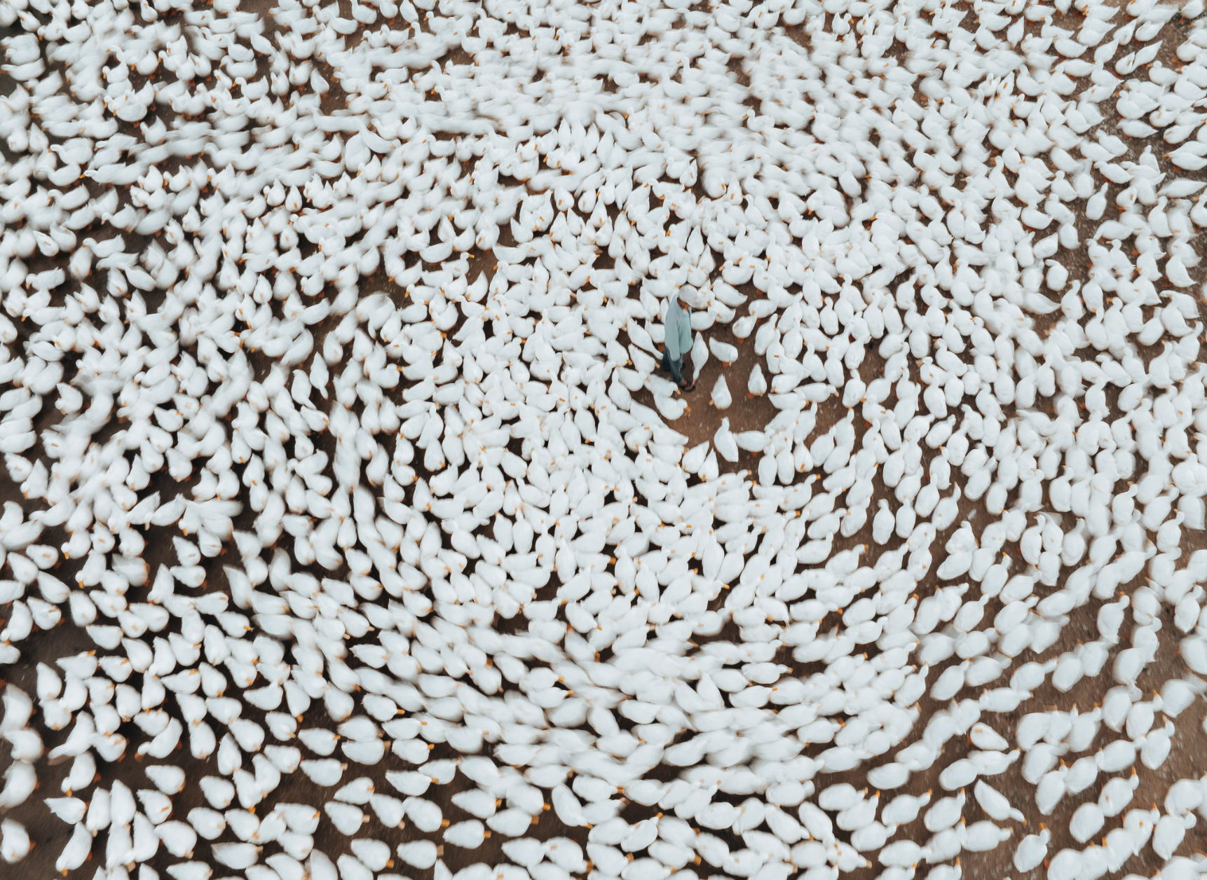 Dưới ch&acirc;n n&uacute;i B&agrave; Đen: Chuyện bầy vịt đồng trắng như tuyết  'bao v&acirc;y' chủ g&acirc;y sốt  - Ảnh 2.