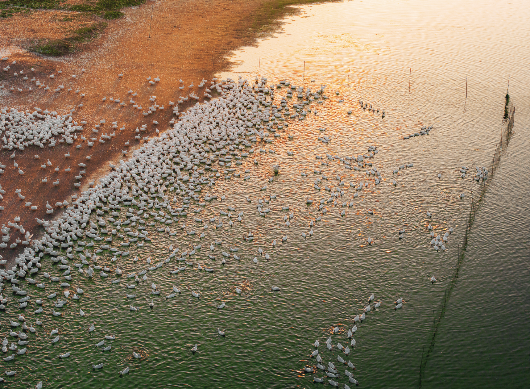 Dưới ch&acirc;n n&uacute;i B&agrave; Đen: Chuyện bầy vịt đồng trắng như tuyết  'bao v&acirc;y' chủ g&acirc;y sốt  - Ảnh 6.