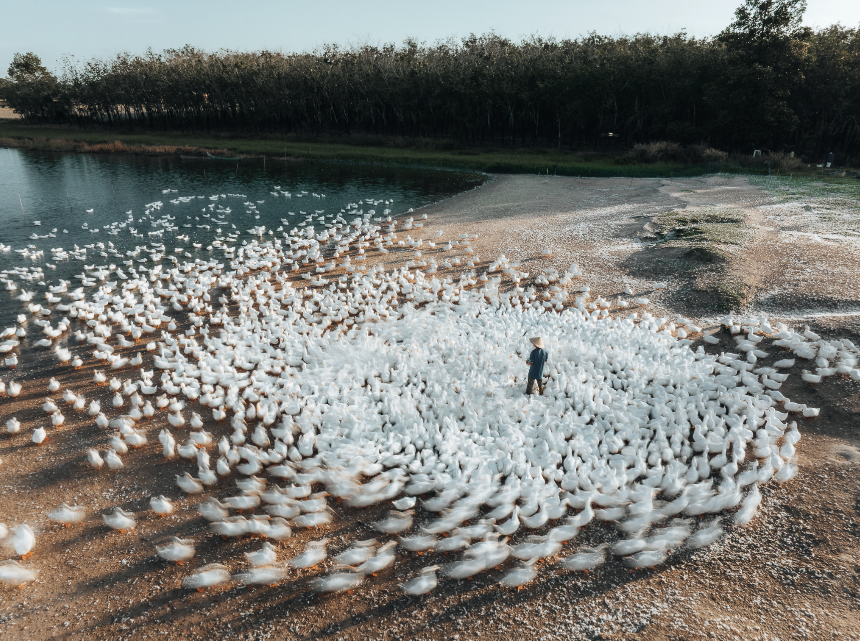 Dưới ch&acirc;n n&uacute;i B&agrave; Đen: Chuyện bầy vịt đồng trắng như tuyết  'bao v&acirc;y' chủ g&acirc;y sốt  - Ảnh 3.