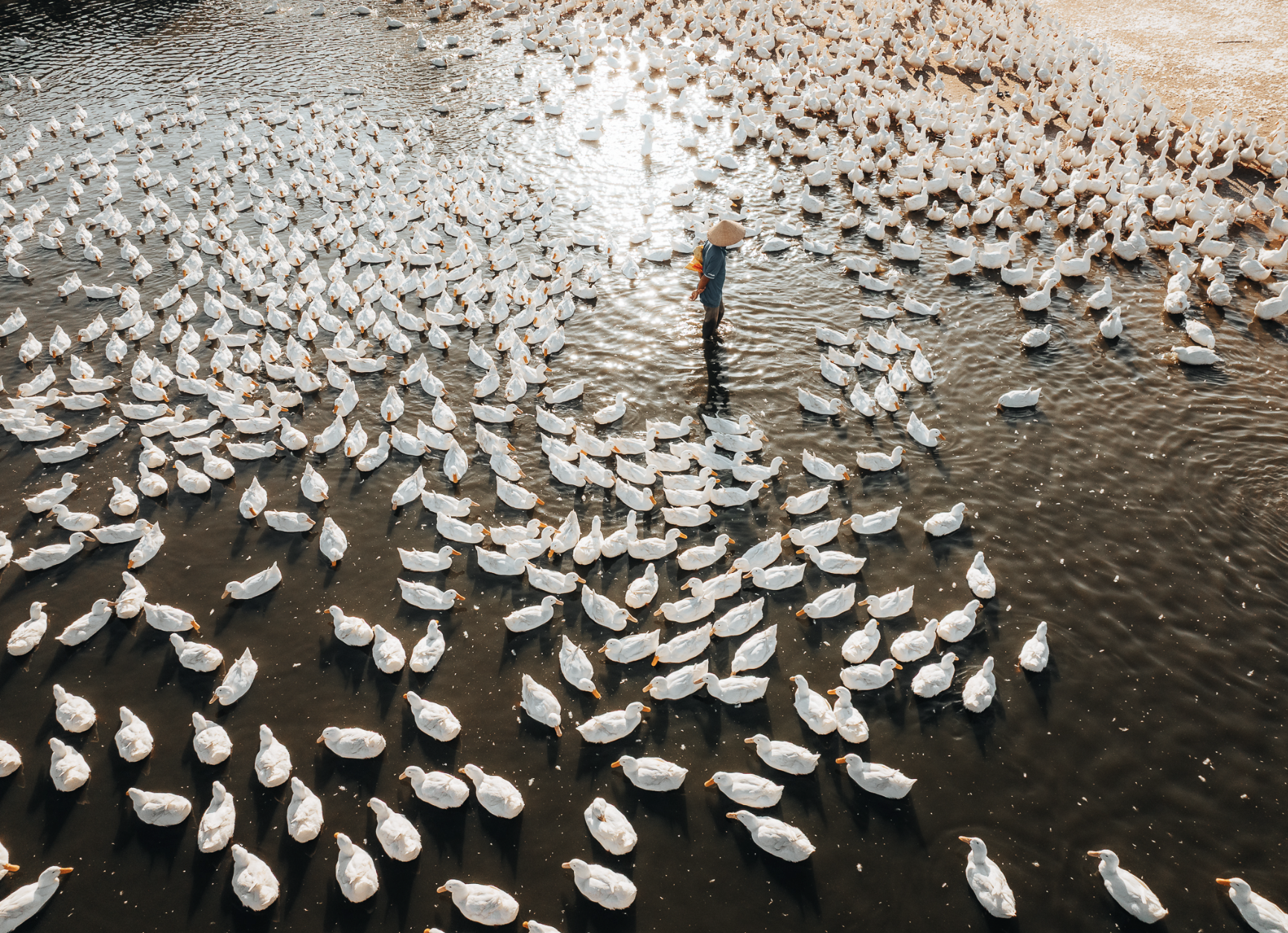 Dưới ch&acirc;n n&uacute;i B&agrave; Đen: Chuyện bầy vịt đồng trắng như tuyết  'bao v&acirc;y' chủ g&acirc;y sốt  - Ảnh 14.