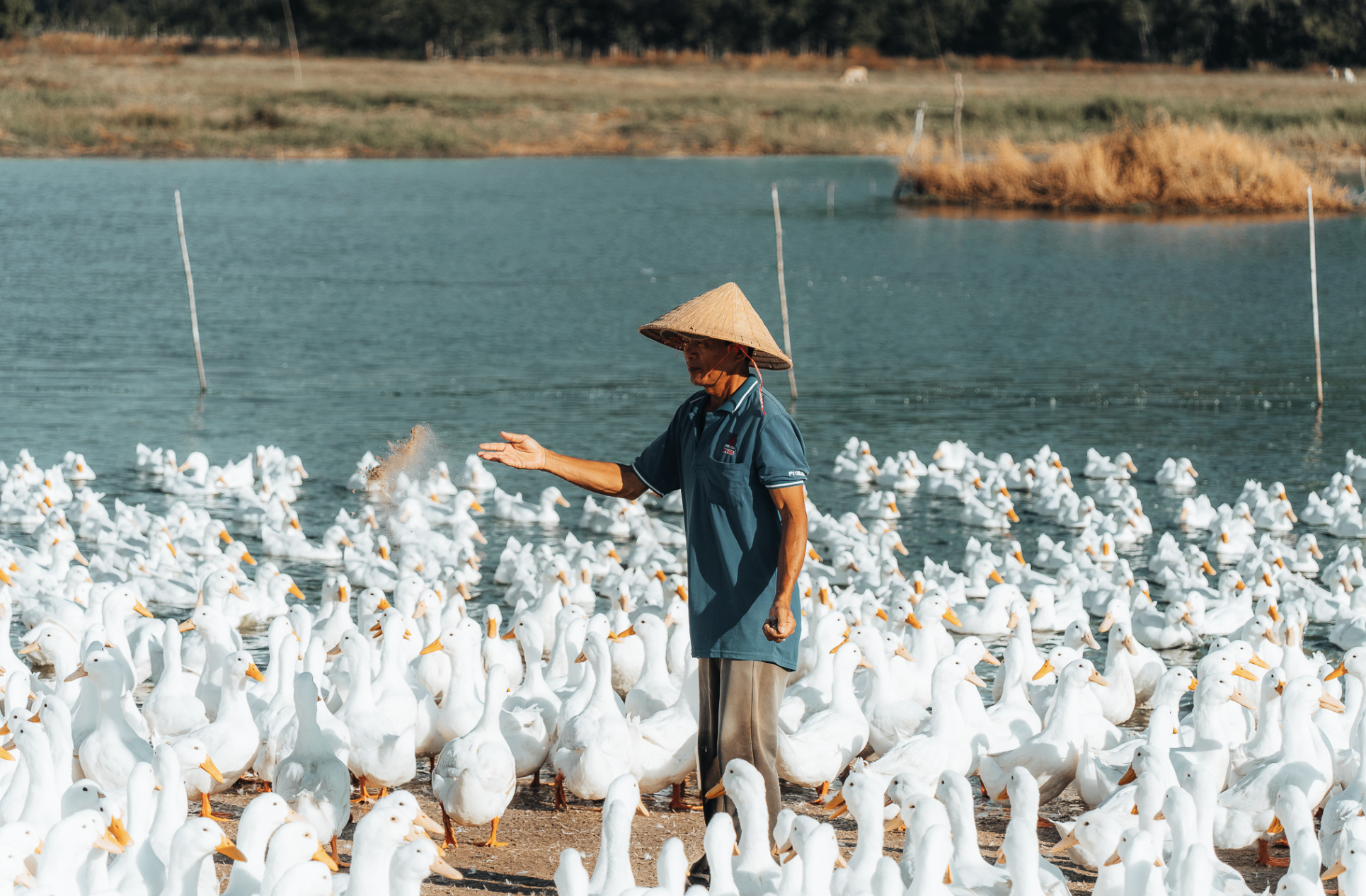 Dưới ch&acirc;n n&uacute;i B&agrave; Đen: Chuyện bầy vịt đồng trắng như tuyết  'bao v&acirc;y' chủ g&acirc;y sốt  - Ảnh 4.