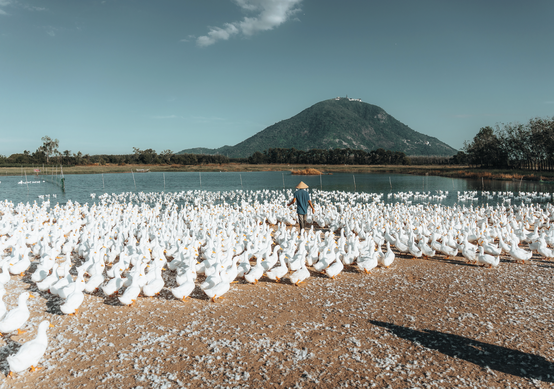 Dưới ch&acirc;n n&uacute;i B&agrave; Đen: Chuyện bầy vịt đồng trắng như tuyết  'bao v&acirc;y' chủ g&acirc;y sốt  - Ảnh 9.