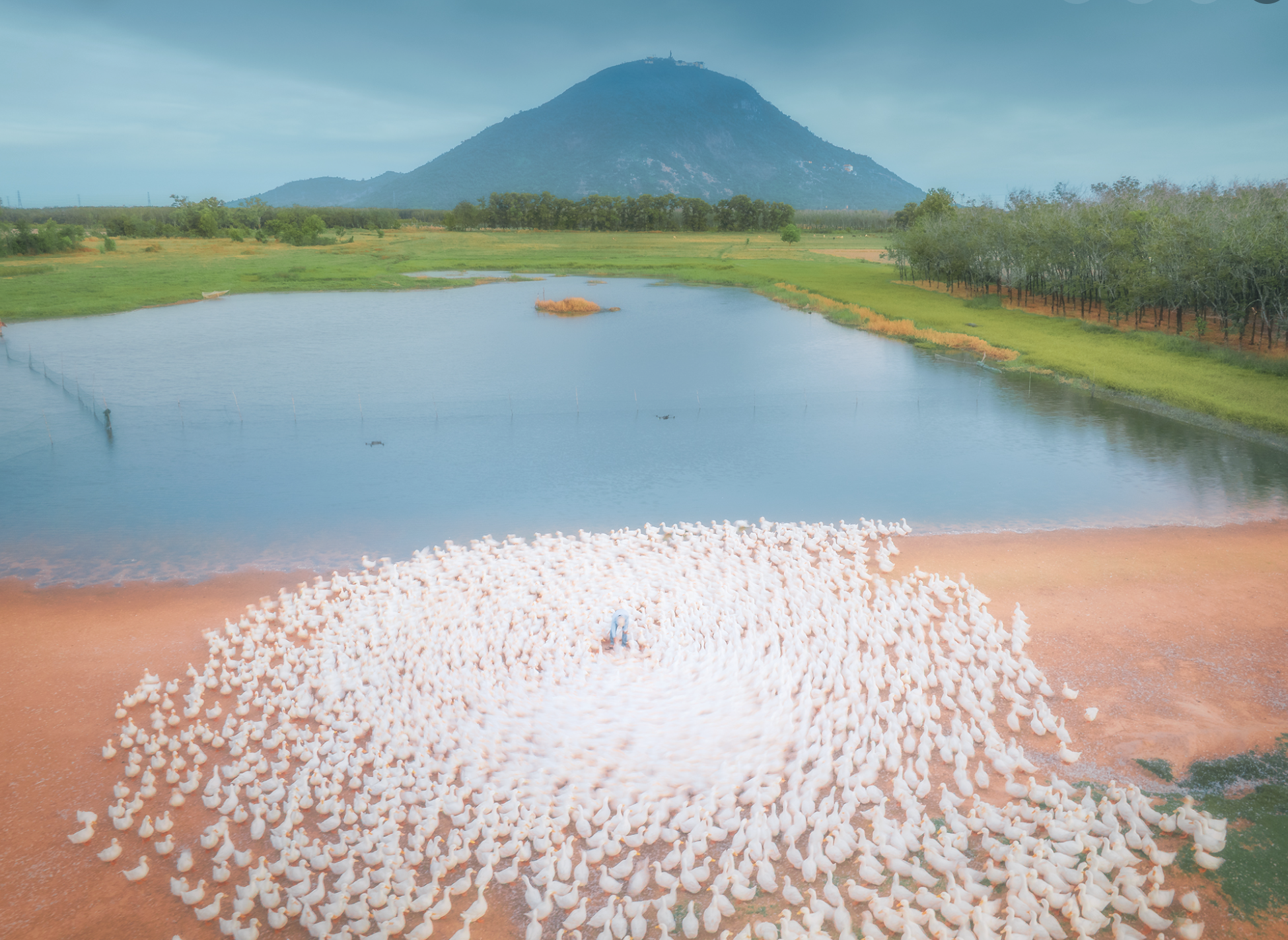 Dưới ch&acirc;n n&uacute;i B&agrave; Đen: Chuyện bầy vịt đồng trắng như tuyết  'bao v&acirc;y' chủ g&acirc;y sốt  - Ảnh 1.