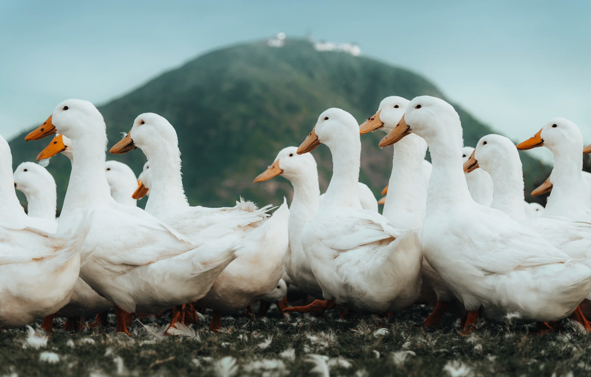 Dưới ch&acirc;n n&uacute;i B&agrave; Đen: Chuyện bầy vịt đồng trắng như tuyết  'bao v&acirc;y' chủ g&acirc;y sốt  - Ảnh 10.