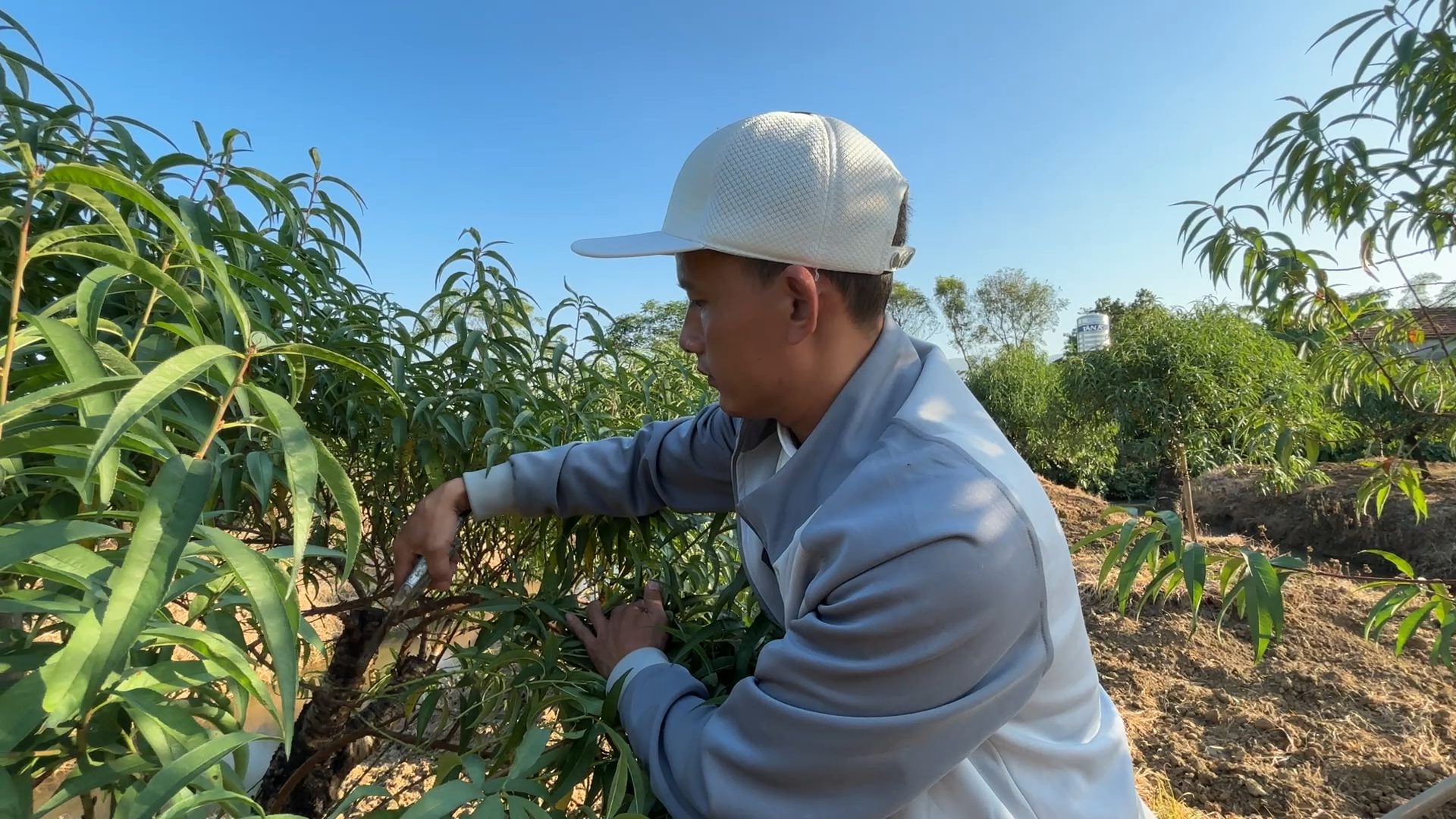 C&ugrave;ng sống xanh số 139: Đang l&agrave;m điện lạnh rẽ sang trồng đ&agrave;o  - Ảnh 3.