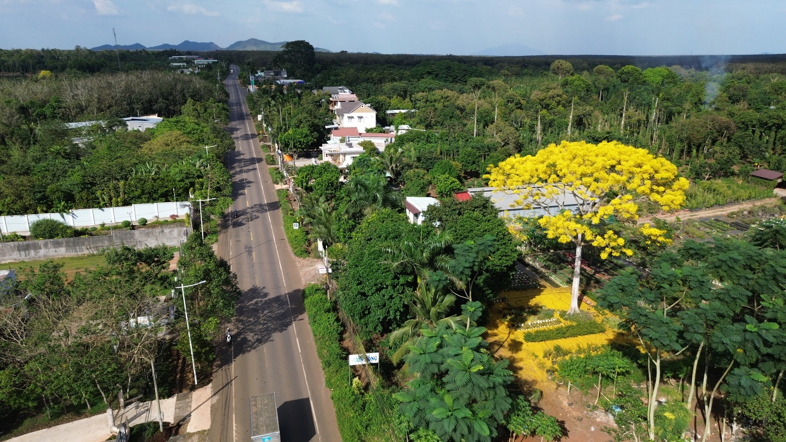 Cho&aacute;ng ngợp trước vẻ đẹp rực rỡ của c&acirc;y phượng v&agrave;ng b&ecirc;n quốc lộ 56 - Ảnh 1.