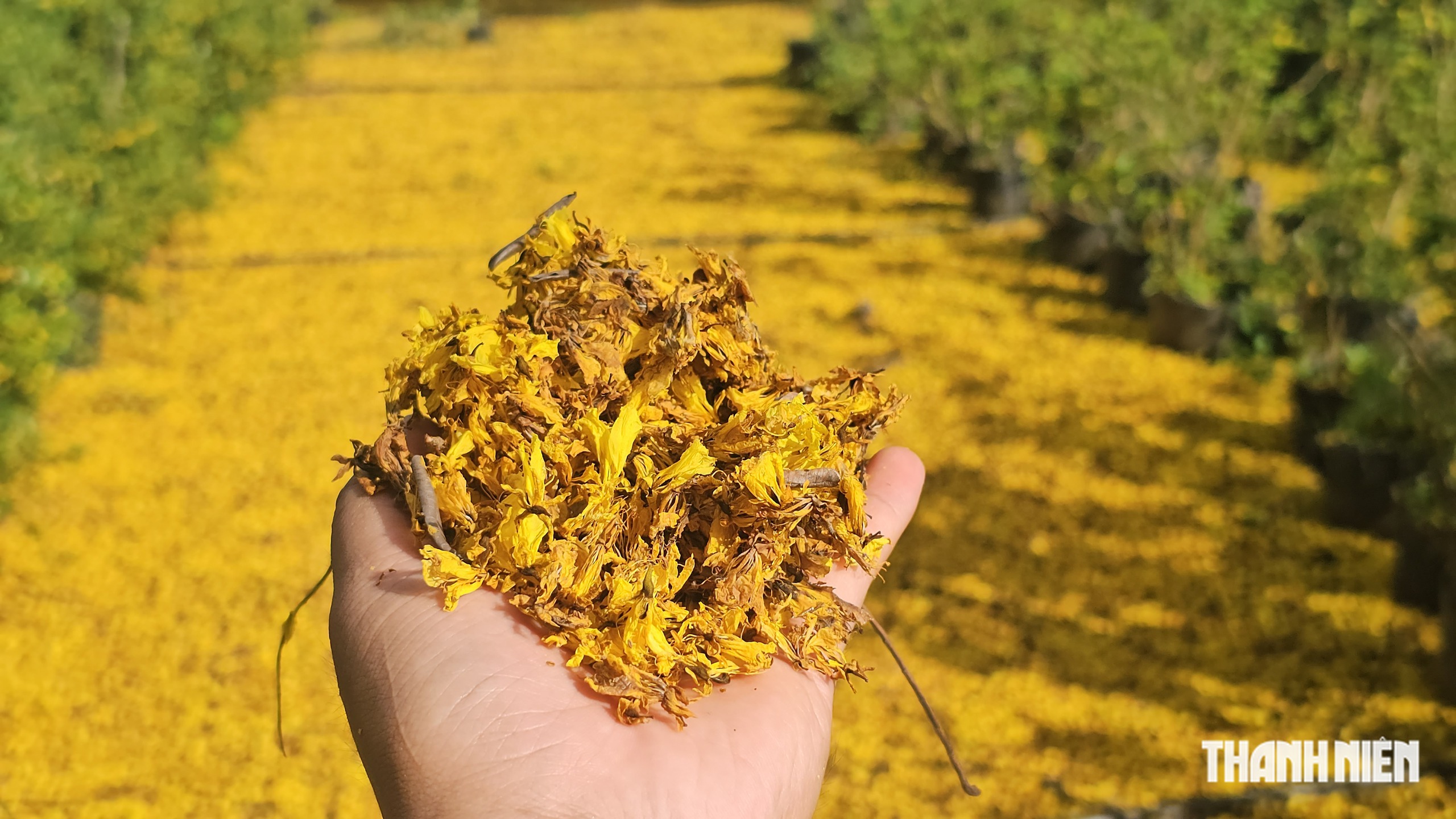 C&acirc;y phượng v&agrave;ng nở rộ rực rỡ , nhuộm v&agrave;ng g&oacute;c trời TP . HCM tuyệt đẹp - Ảnh 9.