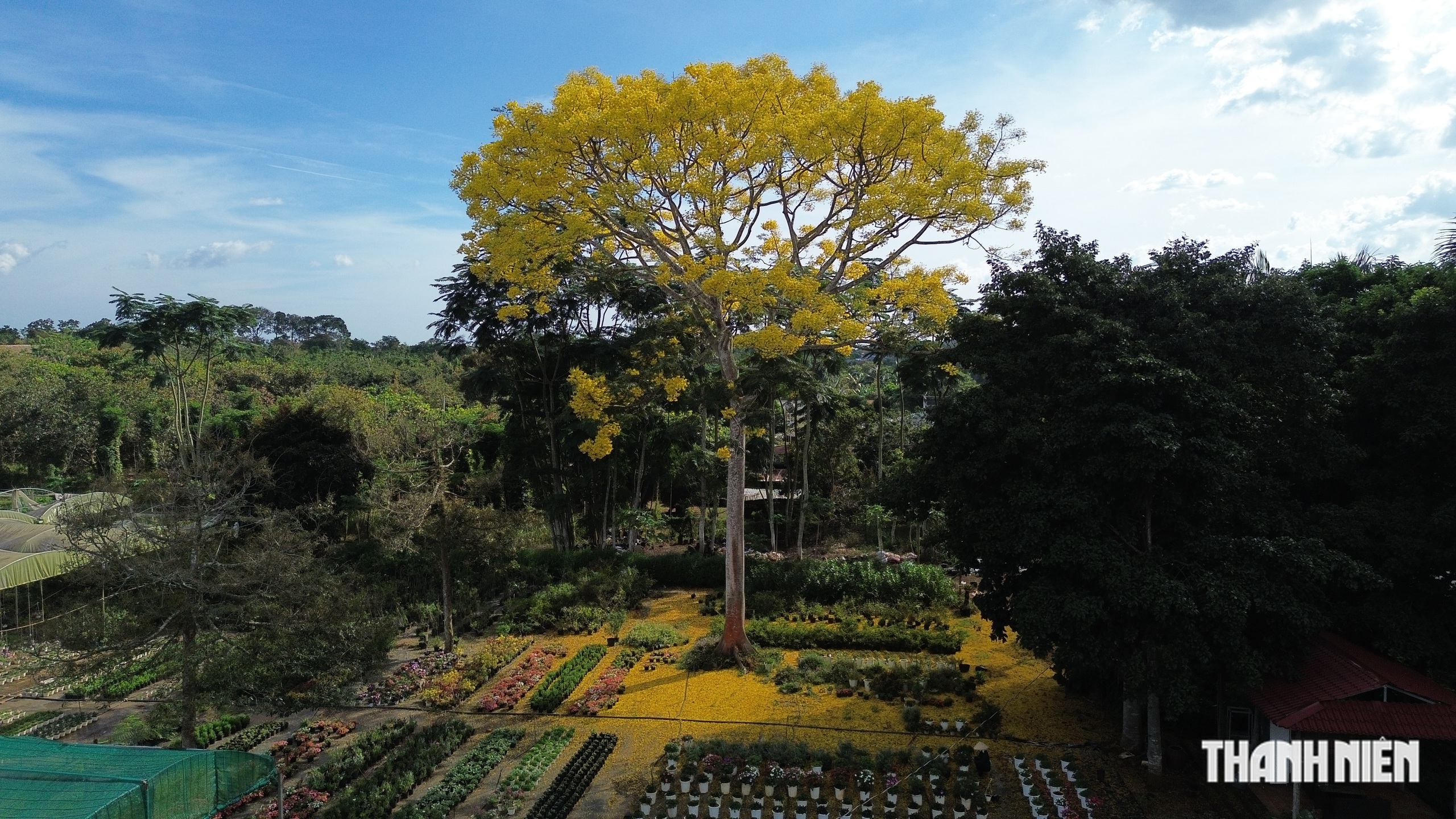 C&acirc;y phượng v&agrave;ng nở rộ rực rỡ , nhuộm v&agrave;ng g&oacute;c trời TP . HCM tuyệt đẹp - Ảnh 2.