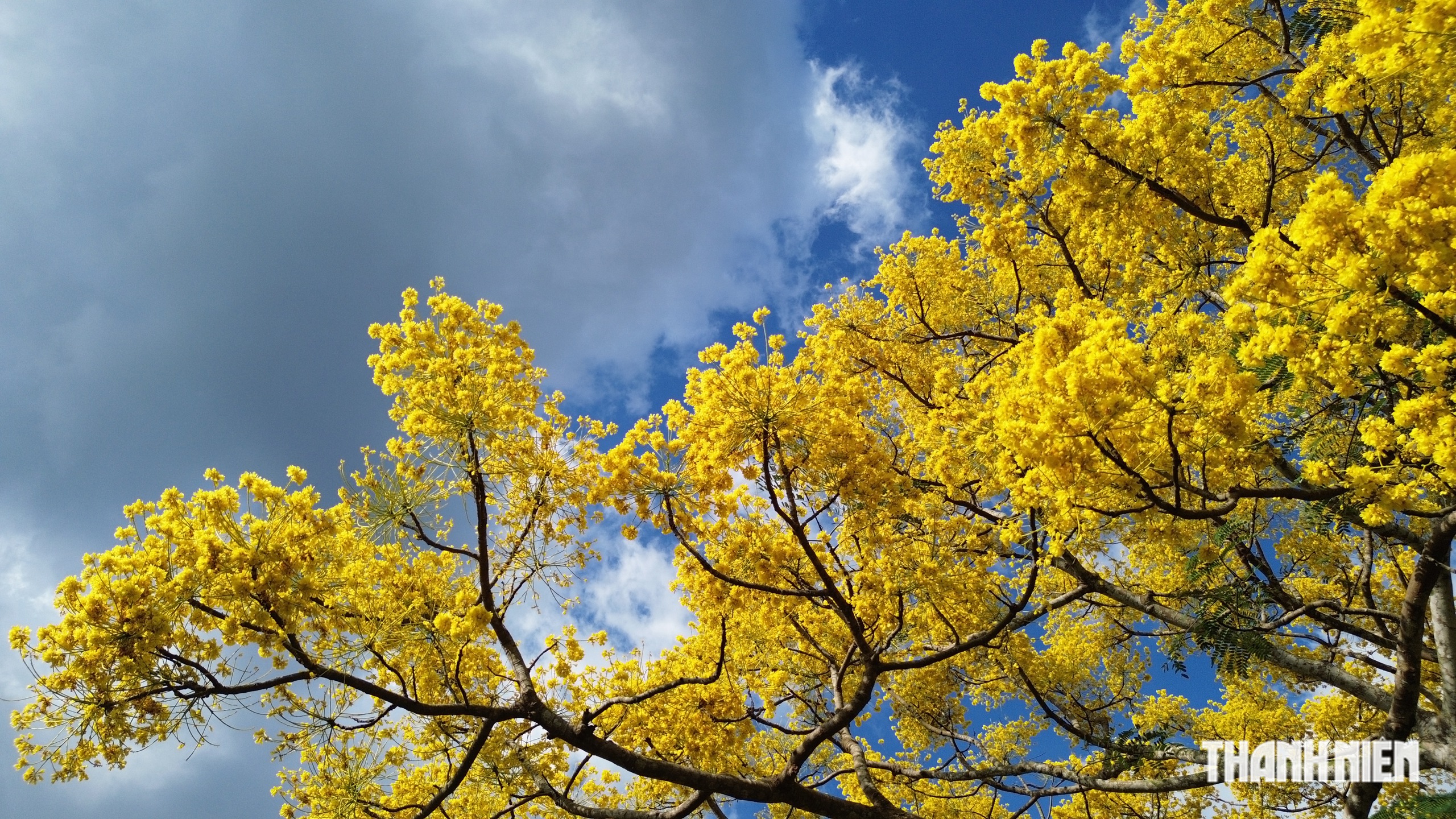 C&acirc;y phượng v&agrave;ng nở rộ rực rỡ , nhuộm v&agrave;ng g&oacute;c trời TP . HCM tuyệt đẹp - Ảnh 6.