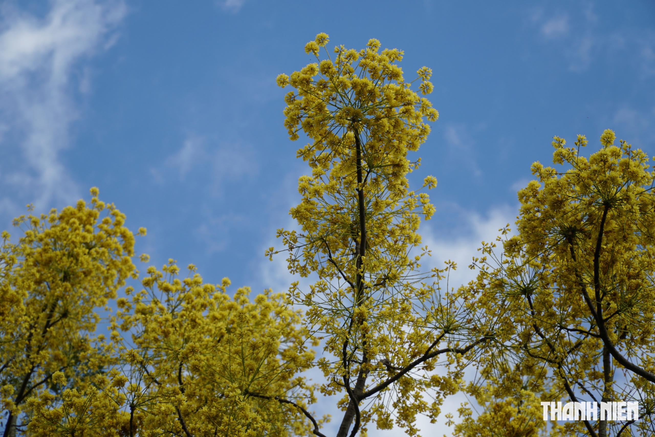 C&acirc;y phượng v&agrave;ng nở rộ rực rỡ , nhuộm v&agrave;ng g&oacute;c trời TP . HCM tuyệt đẹp - Ảnh 7.