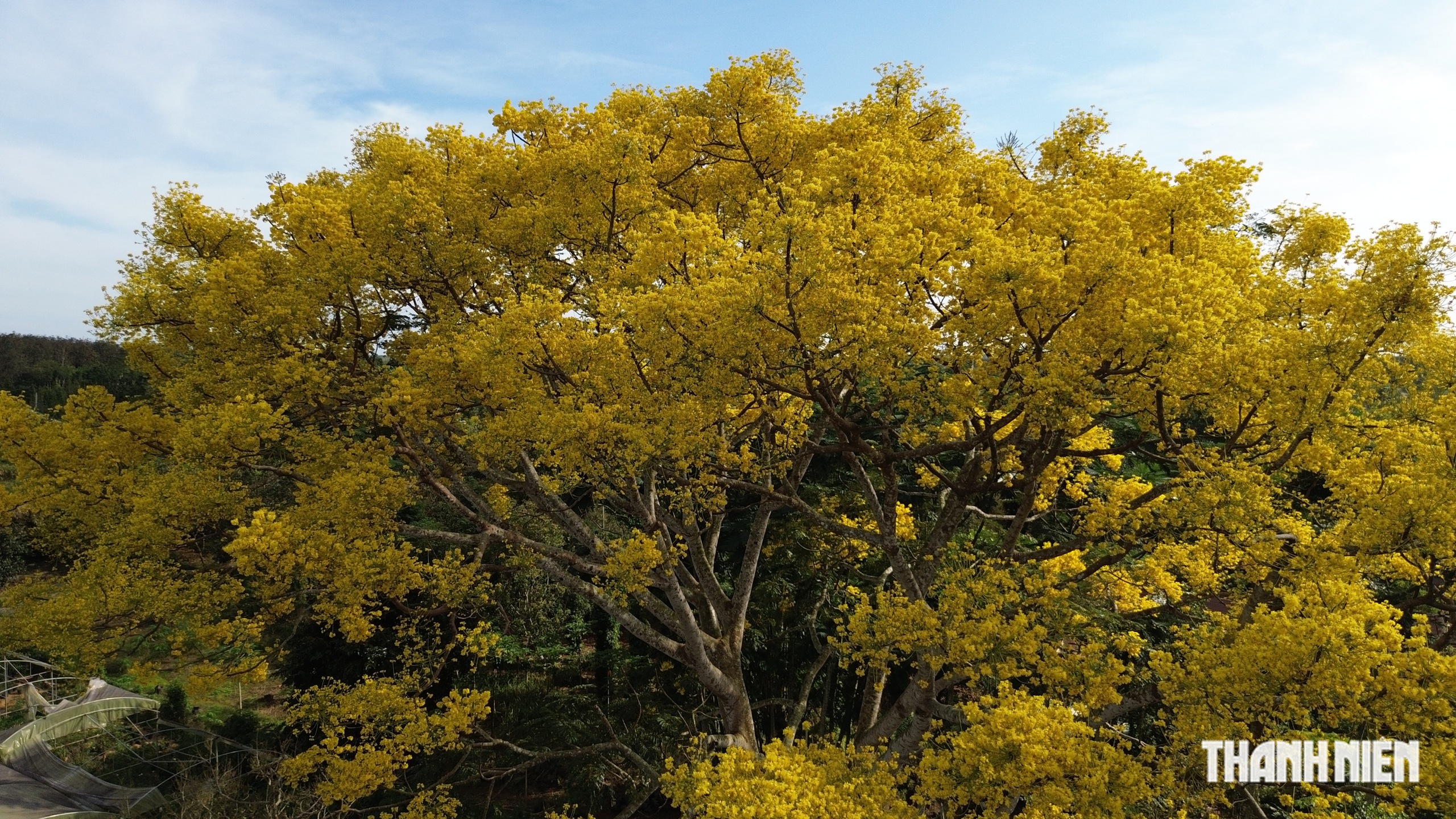 C&acirc;y phượng v&agrave;ng nở rộ rực rỡ , nhuộm v&agrave;ng g&oacute;c trời TP . HCM tuyệt đẹp - Ảnh 3.