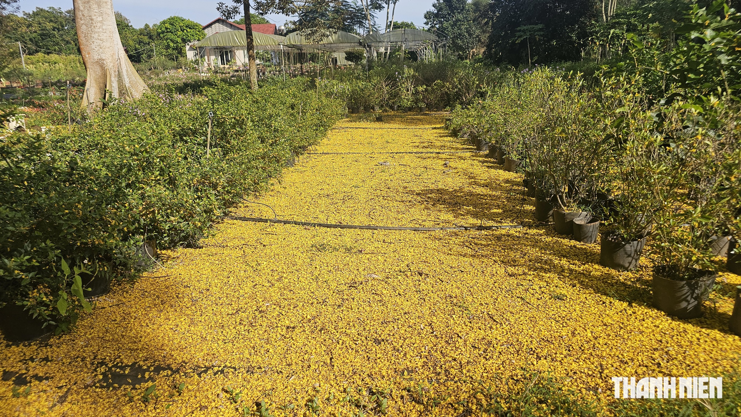 C&acirc;y phượng v&agrave;ng nở rộ rực rỡ , nhuộm v&agrave;ng g&oacute;c trời TP . HCM tuyệt đẹp - Ảnh 8.