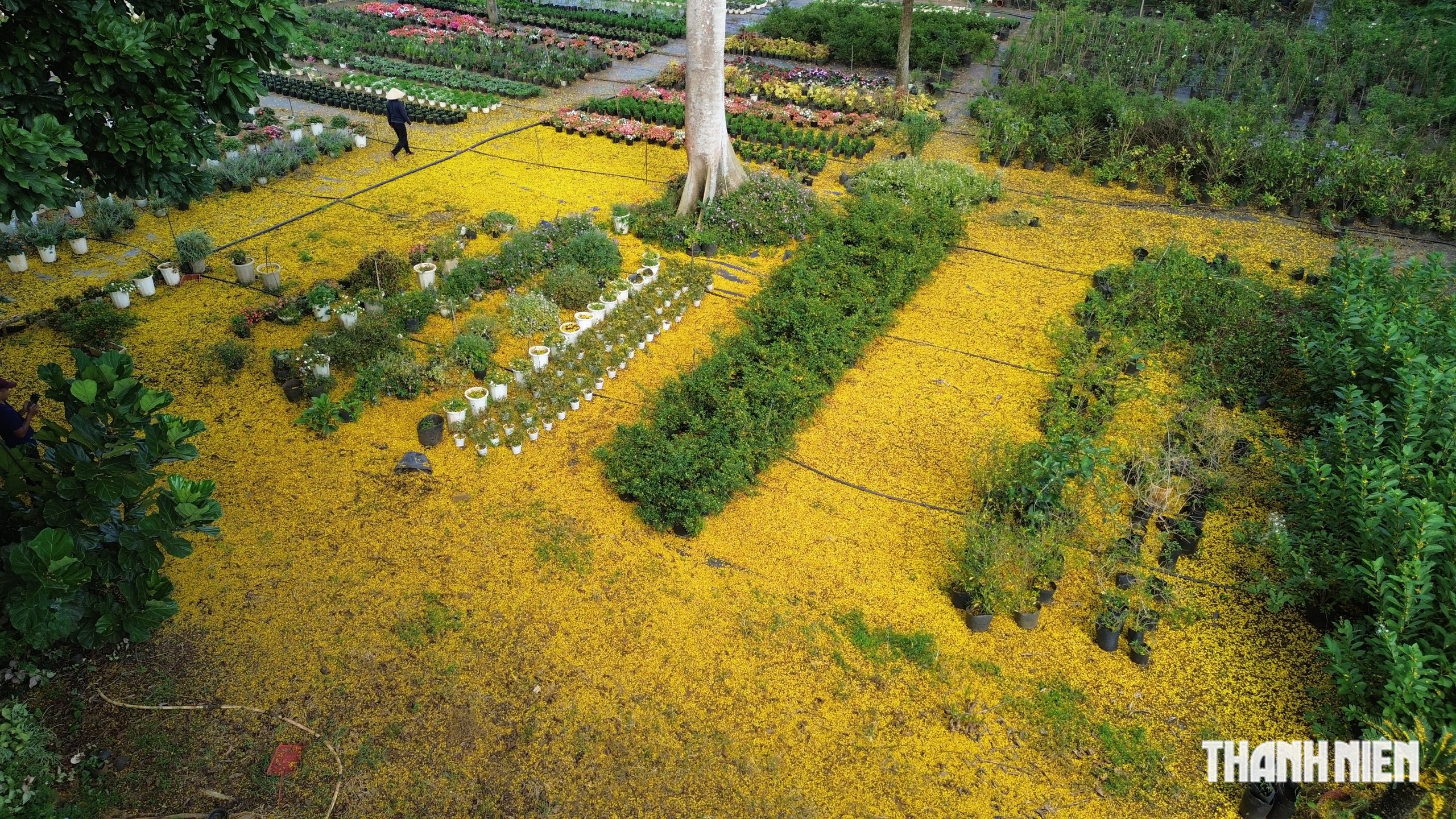 C&acirc;y phượng v&agrave;ng nở rộ rực rỡ , nhuộm v&agrave;ng g&oacute;c trời TP . HCM tuyệt đẹp - Ảnh 10.