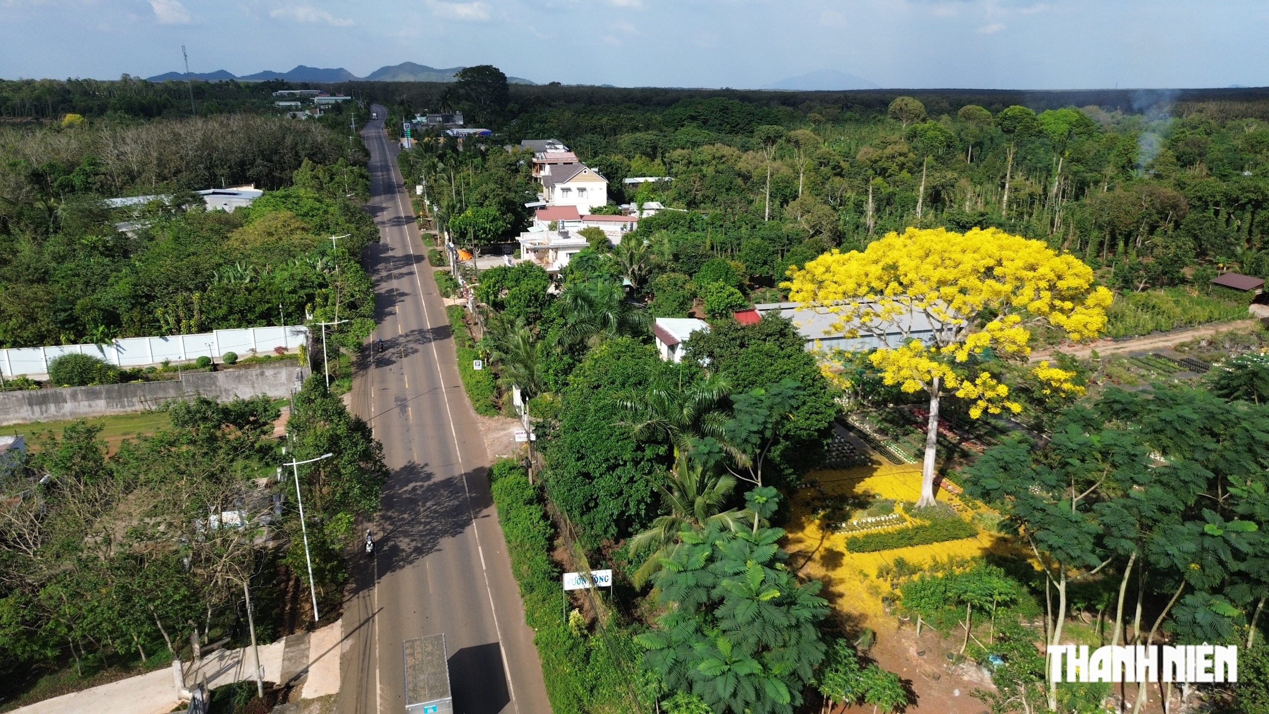 C&acirc;y phượng v&agrave;ng nở rộ rực rỡ , nhuộm v&agrave;ng g&oacute;c trời TP . HCM tuyệt đẹp - Ảnh 1.