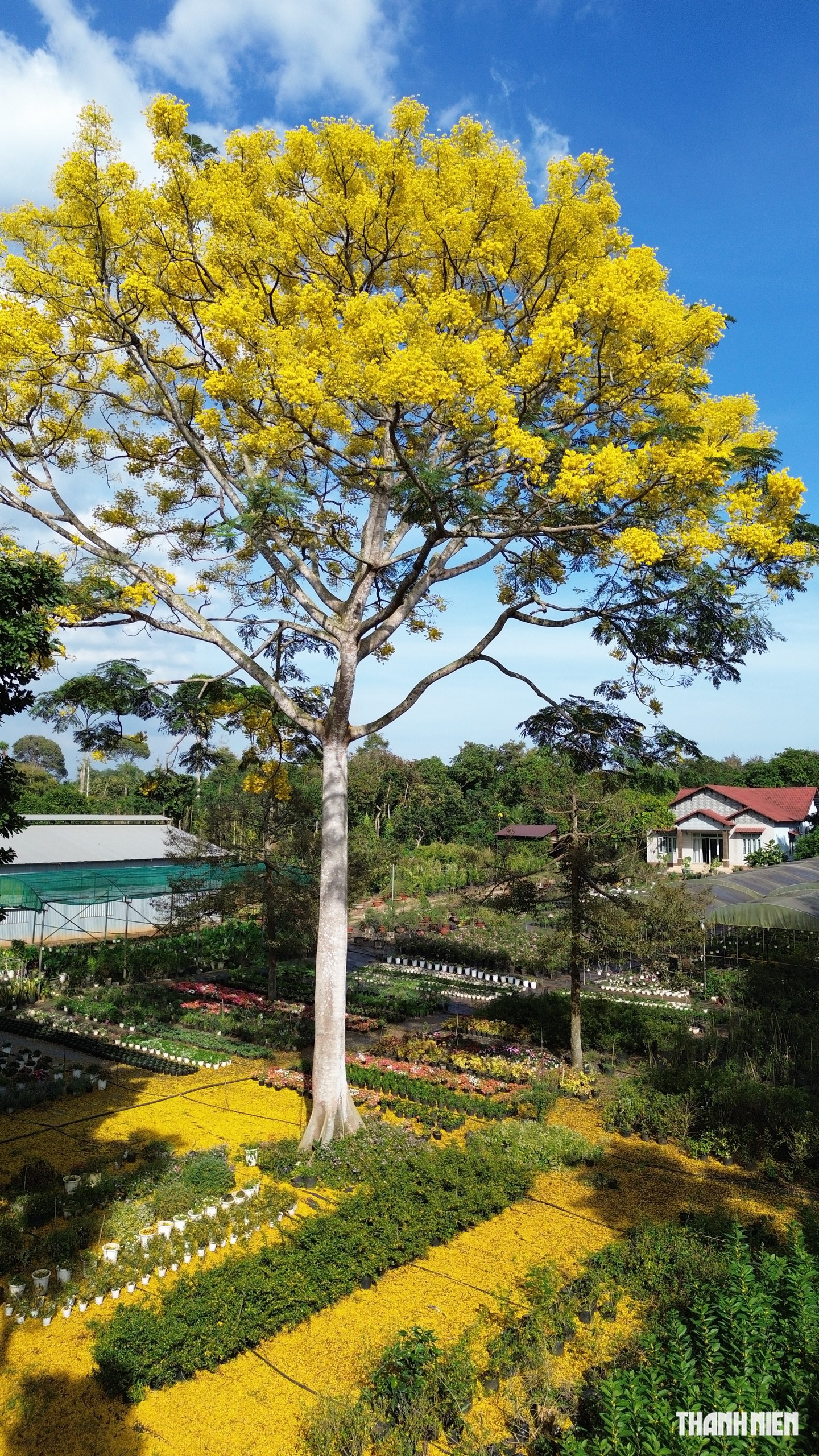 C&acirc;y phượng v&agrave;ng nở rộ rực rỡ , nhuộm v&agrave;ng g&oacute;c trời TP . HCM tuyệt đẹp - Ảnh 4.