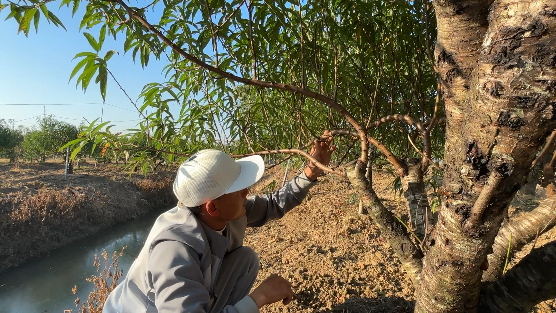 C&ugrave;ng sống xanh số 139: Đang l&agrave;m điện lạnh rẽ sang trồng đ&agrave;o  - Ảnh 1.
