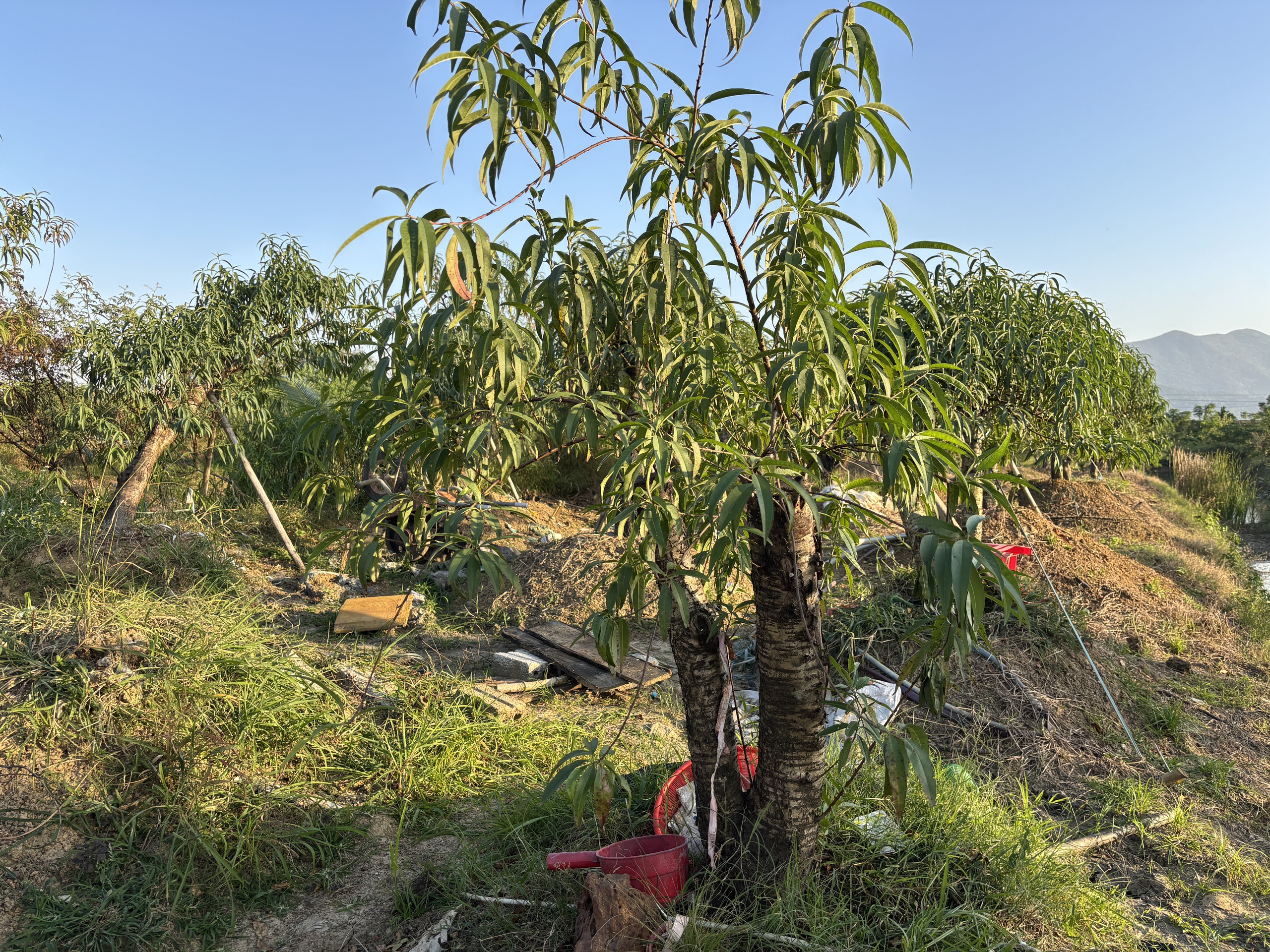 C&ugrave;ng sống xanh số 139: Đang l&agrave;m điện lạnh rẽ sang trồng đ&agrave;o  - Ảnh 2.