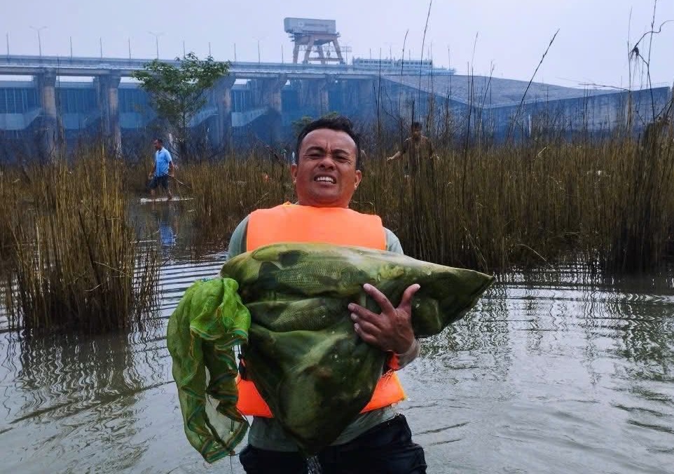Cá ‘khủng’ sa lưới hàng loạt khi Thủy điện Trị An ngừng xả lũ - Ảnh 6.