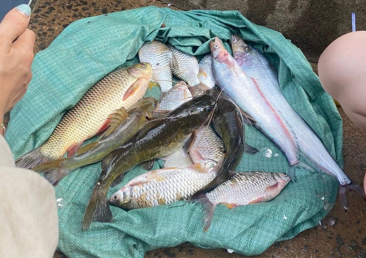 Cá ‘khủng’ sa lưới hàng loạt khi Thủy điện Trị An ngừng xả lũ - Ảnh 7.