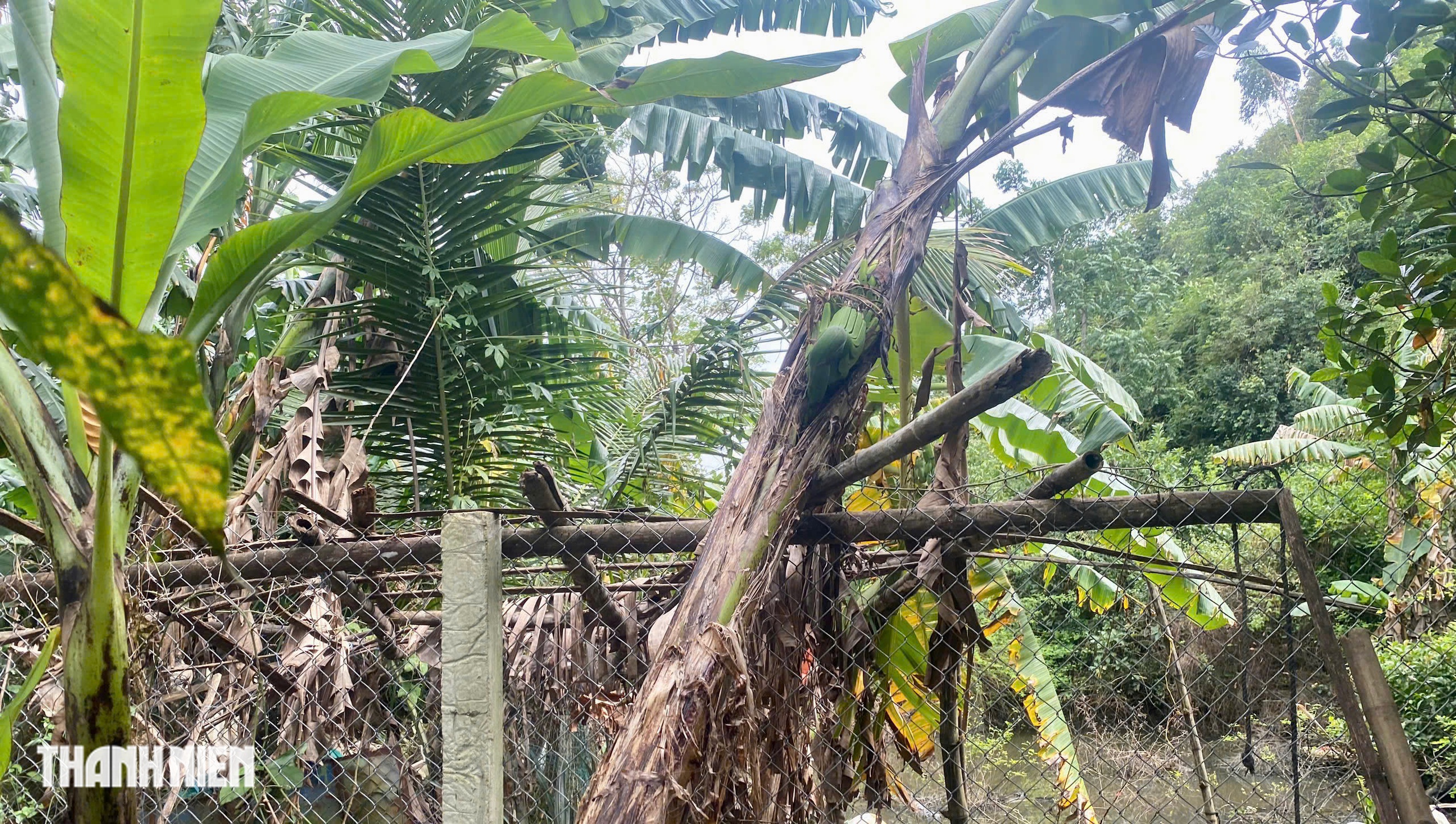 Kỳ lạ cây chuối trổ buồng ngang hông, chủ vườn chờ ngày được ăn thử - Ảnh 1.