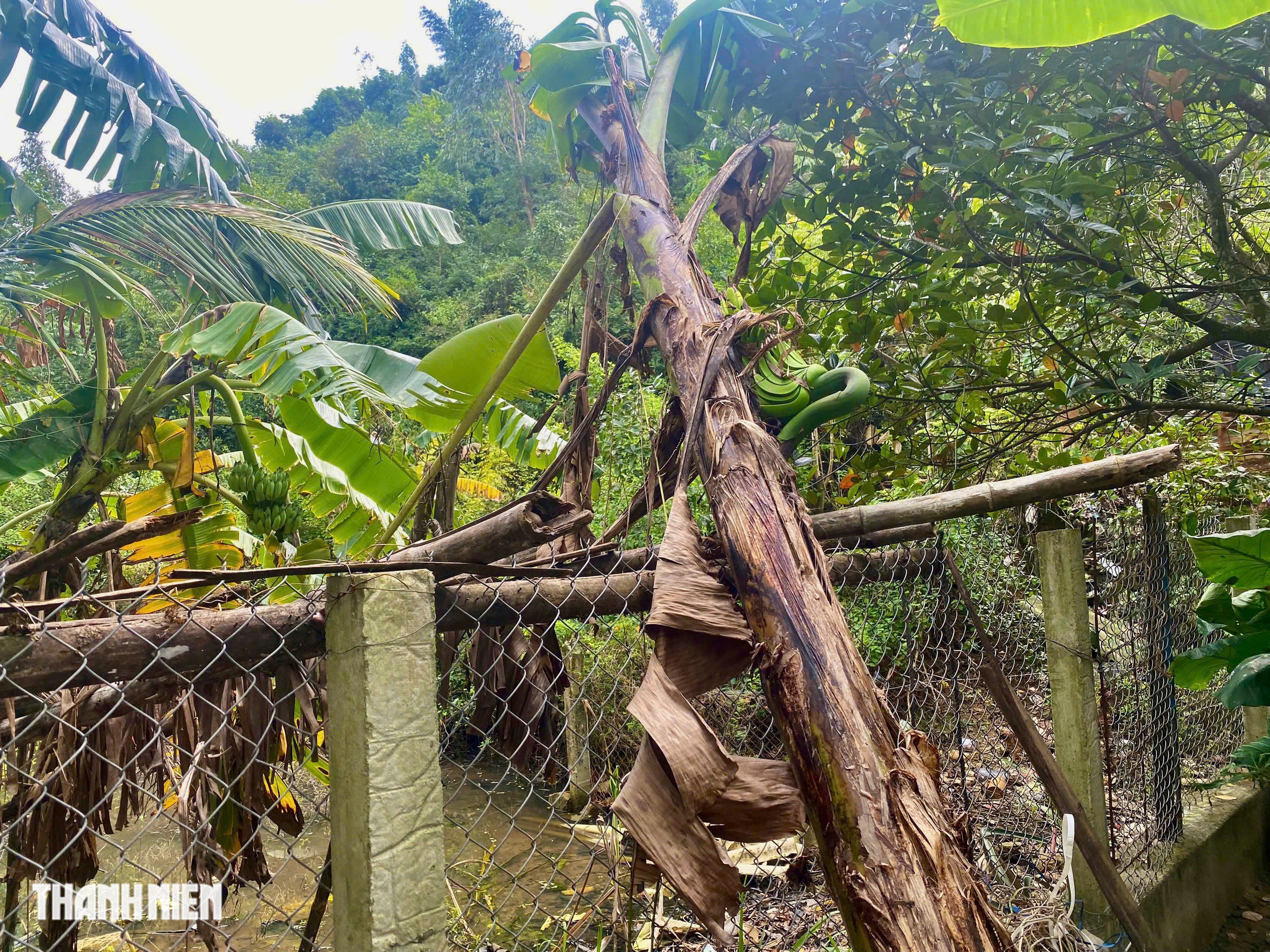 Kỳ lạ cây chuối trổ buồng ngang hông, chủ vườn chờ ngày được ăn thử - Ảnh 3.