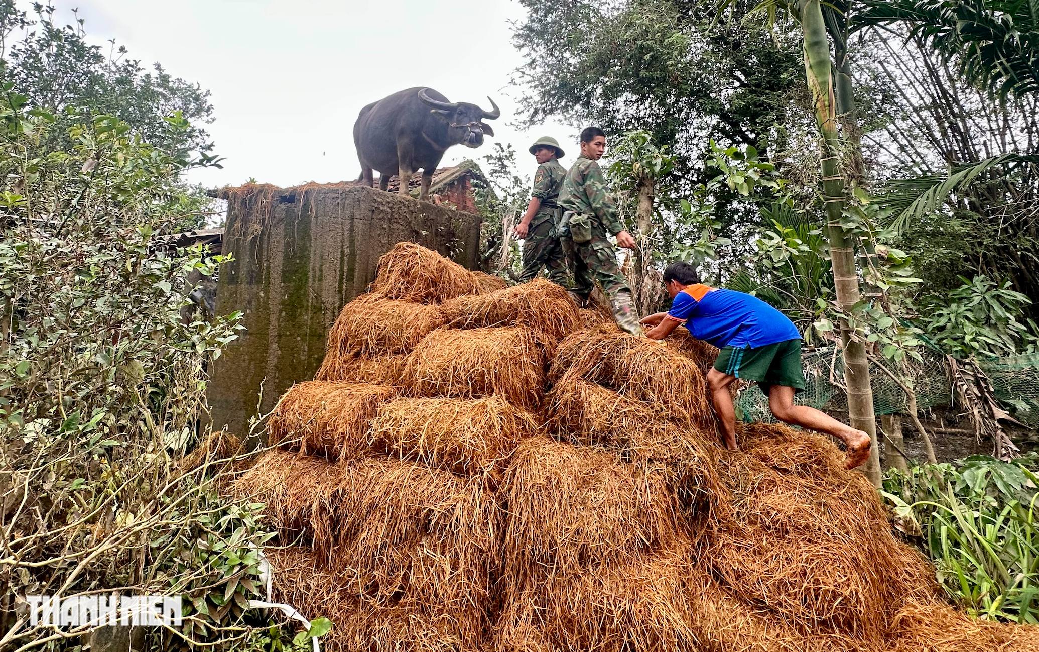 Con trâu mắc kẹt trên mái nhà: Chủ hứa không cho cày bừa, nuôi đến cuối đời - Ảnh 3.