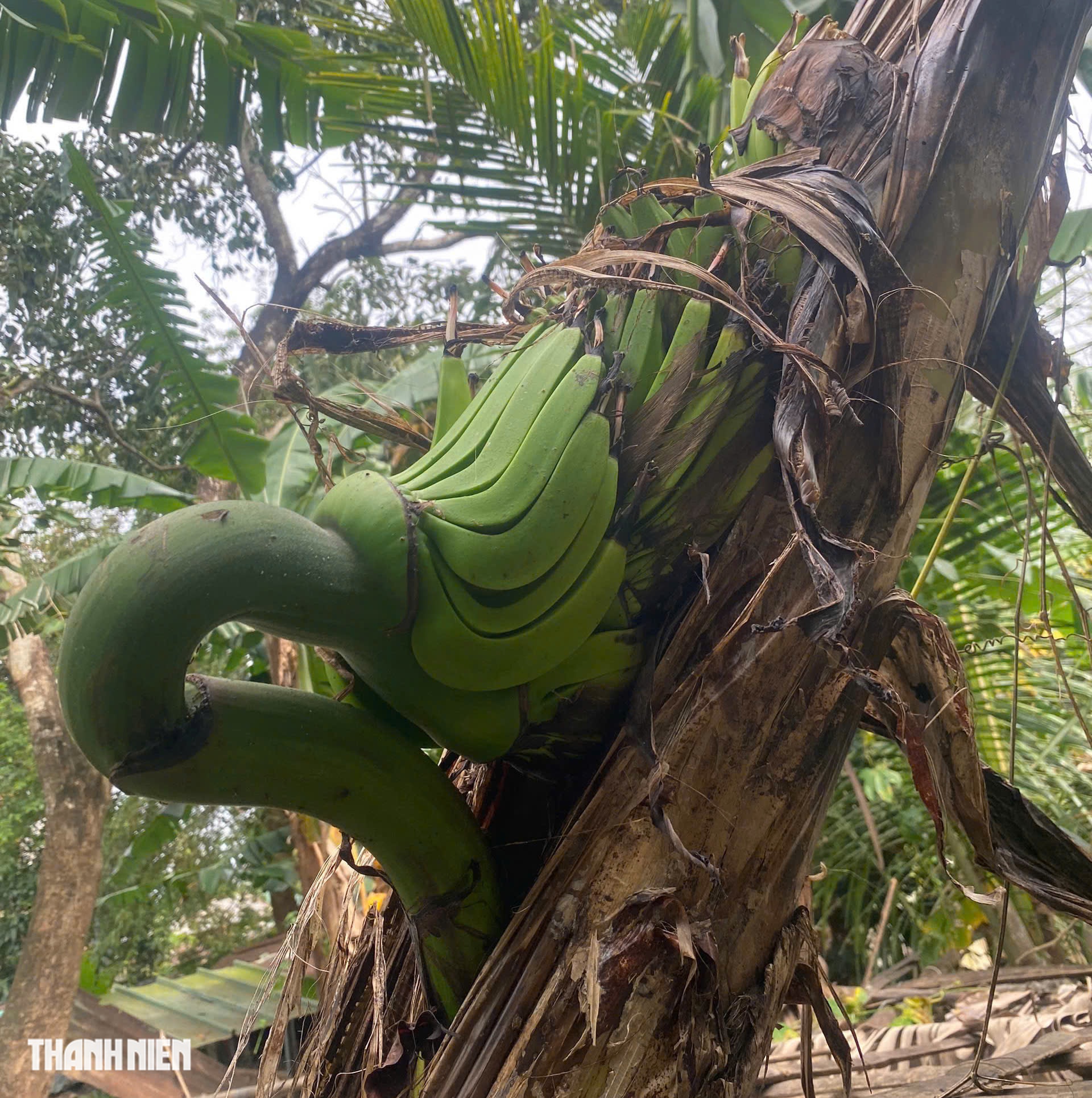 Kỳ lạ cây chuối trổ buồng ngang hông, chủ vườn chờ ngày được ăn thử - Ảnh 2.