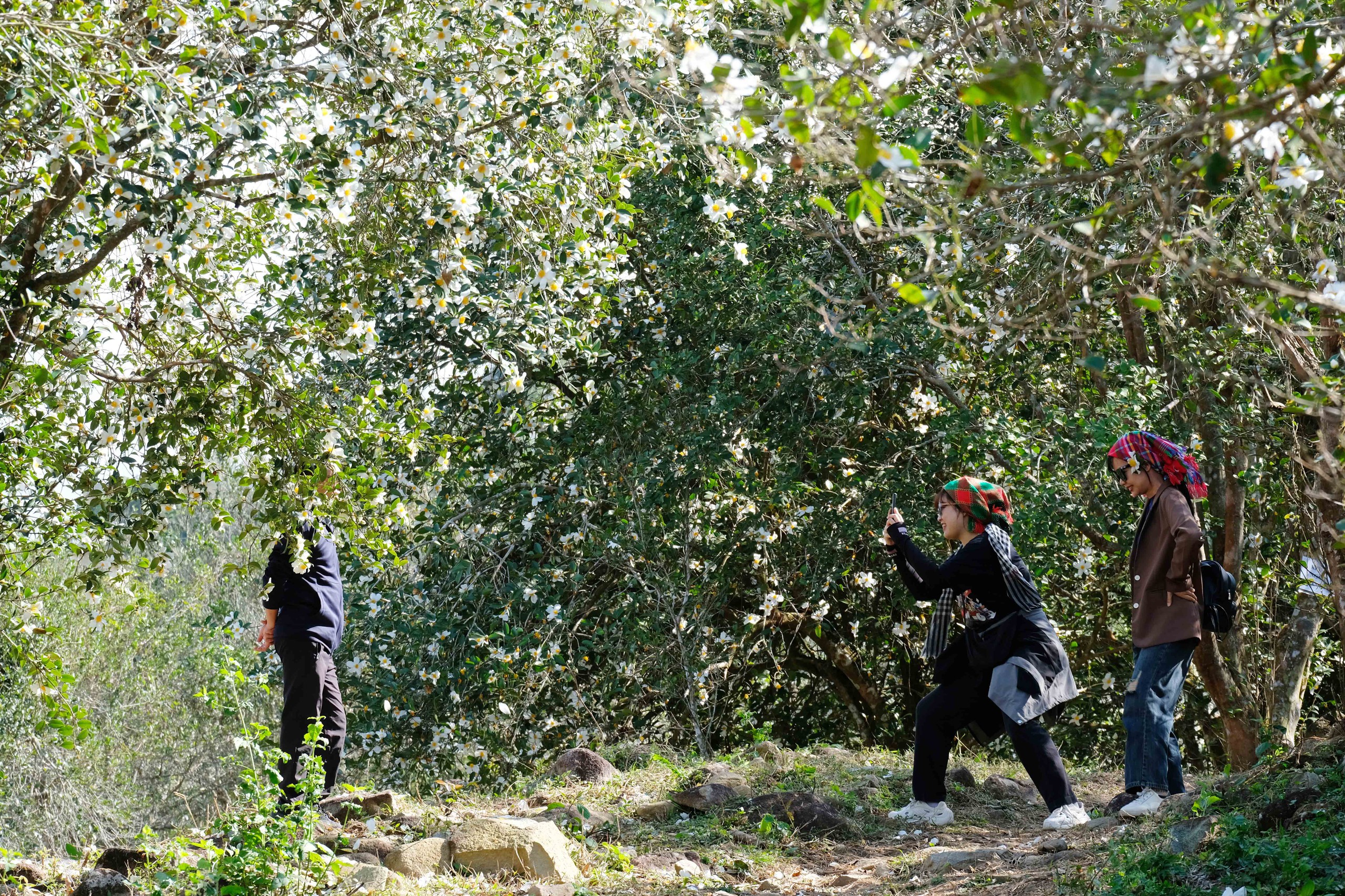 Bình Liêu mùa hoa sở gọi bước du khách- Ảnh 6.