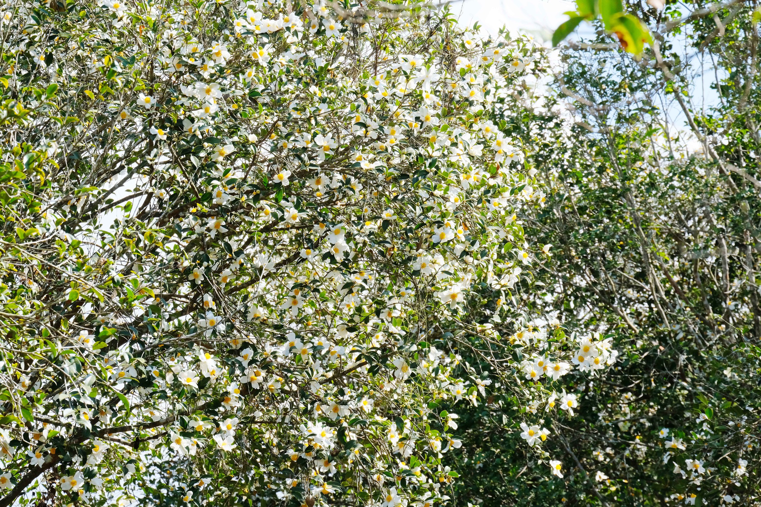 B&igrave;nh Li&ecirc;u m&ugrave;a hoa sở gọi bước du kh&aacute;ch- Ảnh 1.