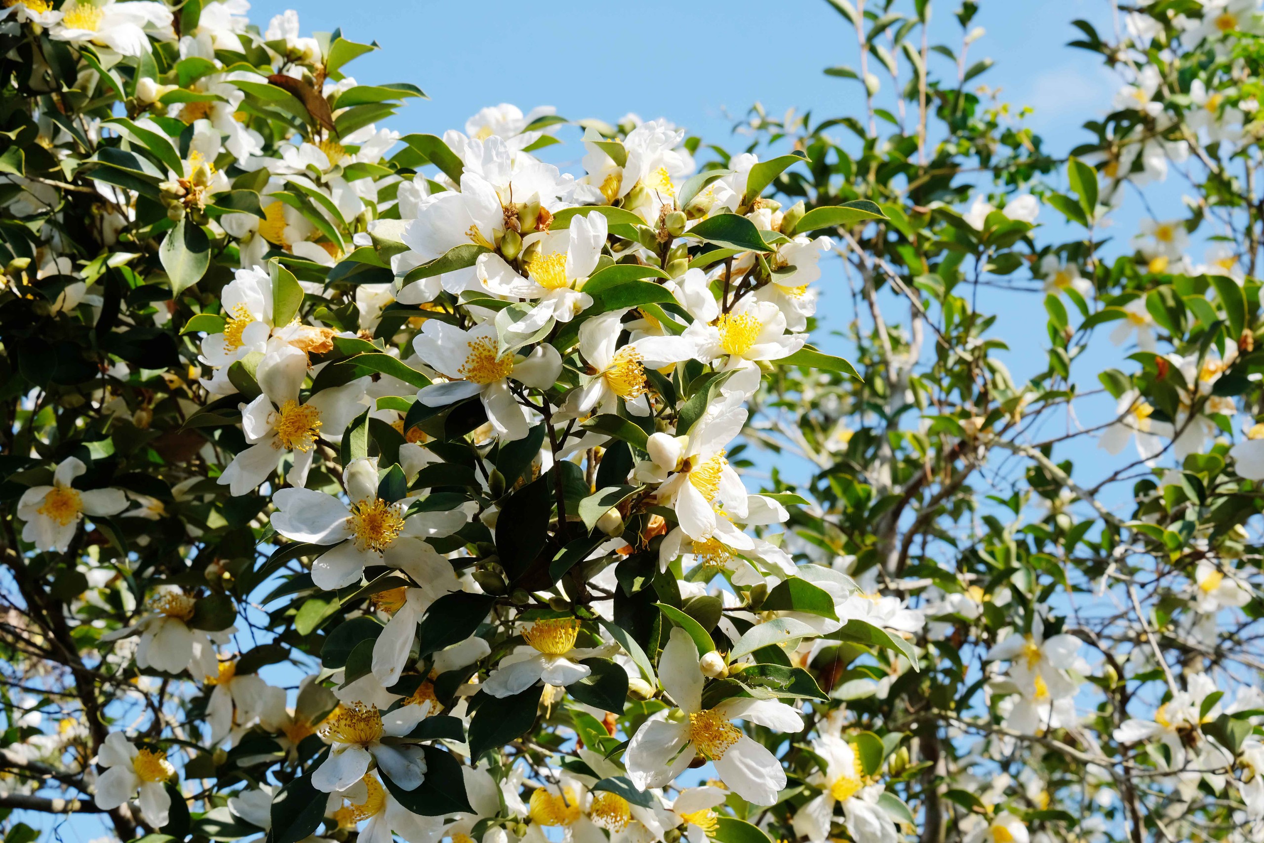 B&igrave;nh Li&ecirc;u m&ugrave;a hoa sở gọi bước du kh&aacute;ch- Ảnh 2.