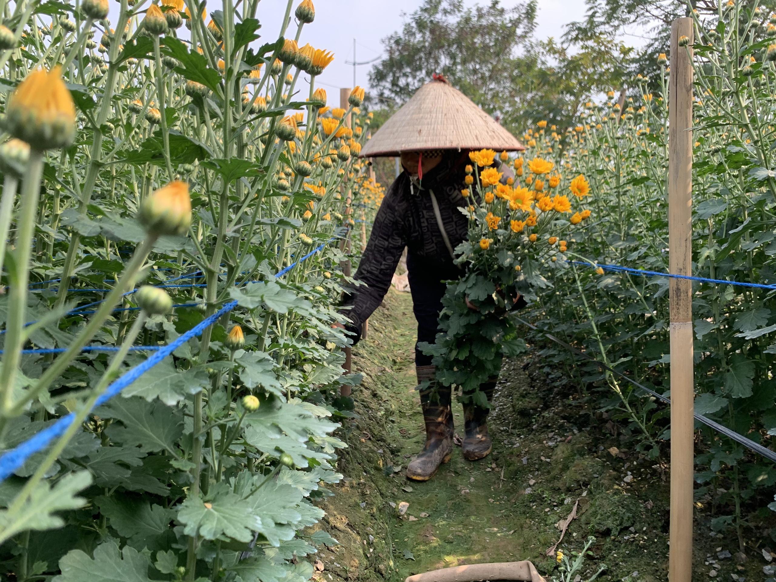 L&agrave;ng hoa Nhật t&acirc;n hồi sinh hoa đ&agrave;o chuẩn bị cho tết Nguy&ecirc;n Đ&aacute;n - Ảnh 2.