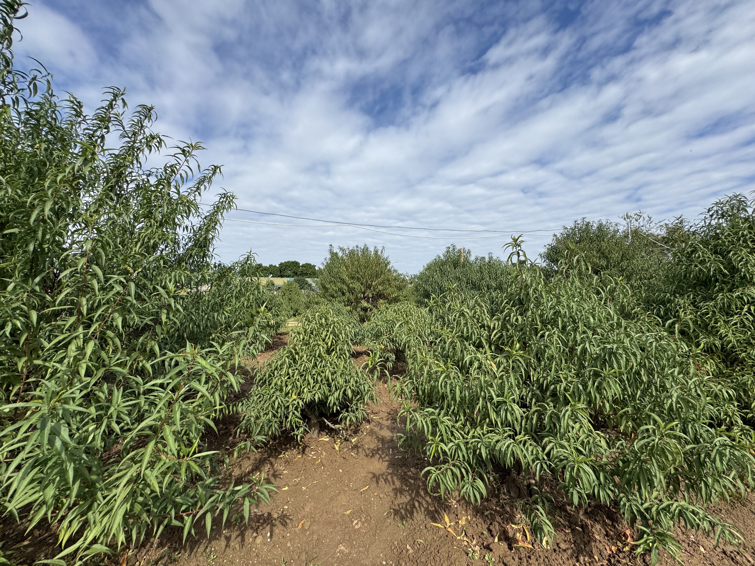 L&agrave;ng hoa Nhật t&acirc;n hồi sinh hoa đ&agrave;o chuẩn bị cho tết Nguy&ecirc;n Đ&aacute;n - Ảnh 1.
