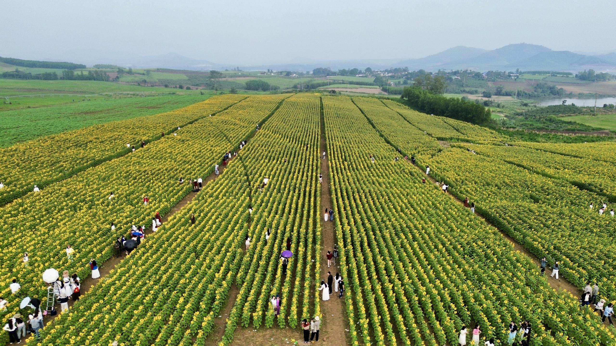 

Toàn cảnh cánh đồng hoa hướng dương tại xã Nghĩa Lâm (Nghệ An) nở rộ, phủ sắc vàng rực giữa những ngày giữa tháng 12  