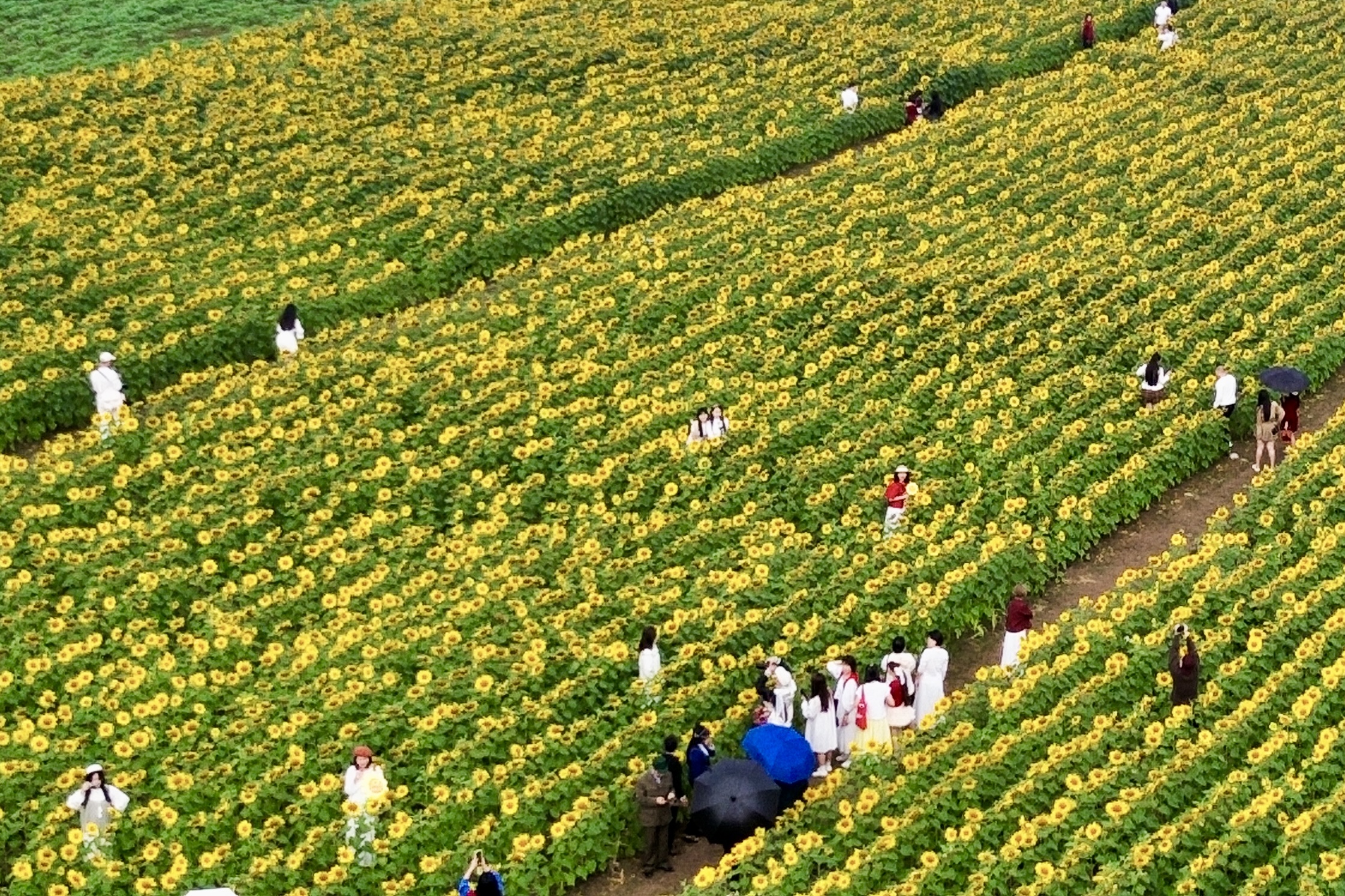 

Những luống hoa hướng dương nở đều, cao ngang người, tạo nên không gian nổi bật giữa vùng đồi miền Tây xứ Nghệ  