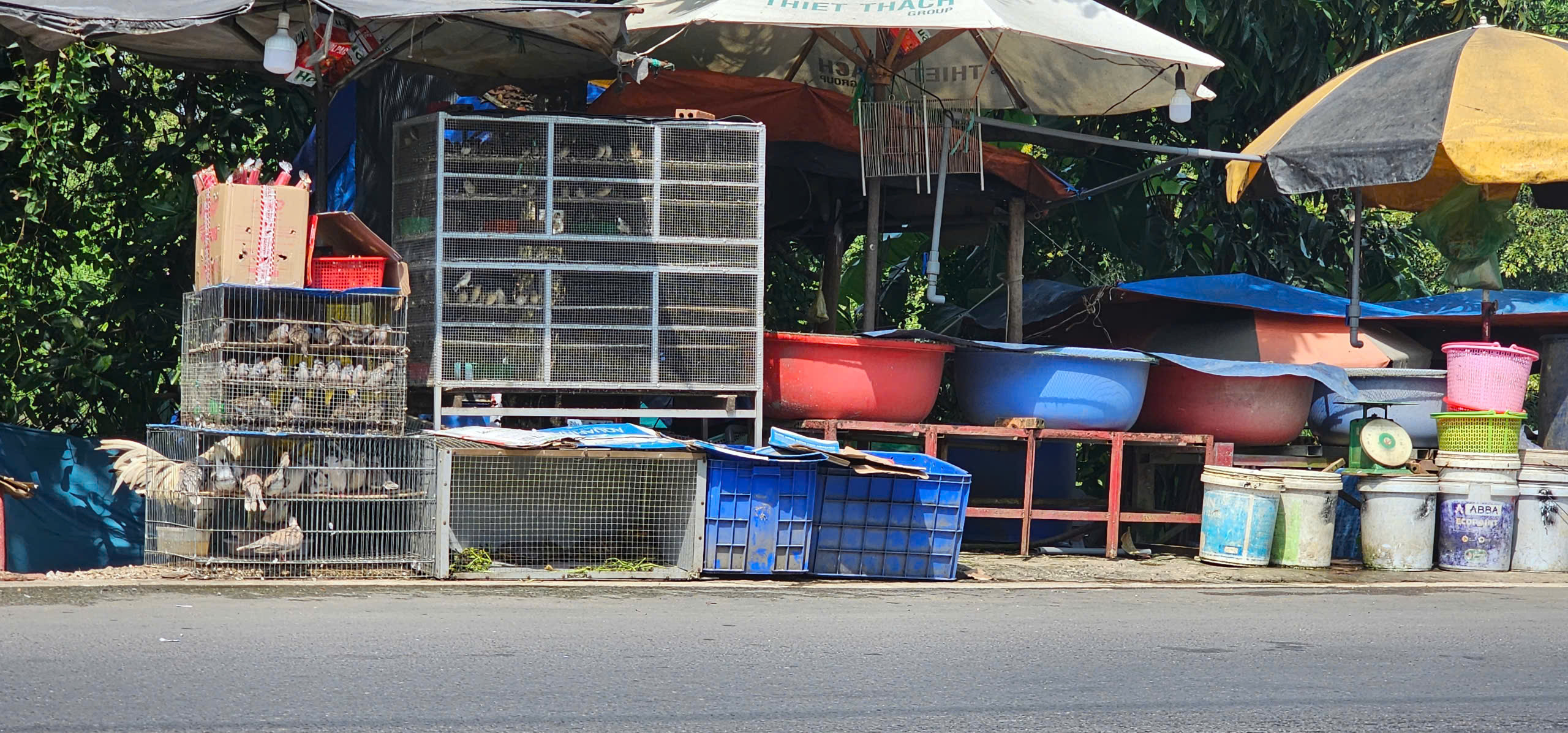 Buôn bán chim trời, thú rừng: 'Chợ đen' công khai thách thức pháp luật - Ảnh 9.