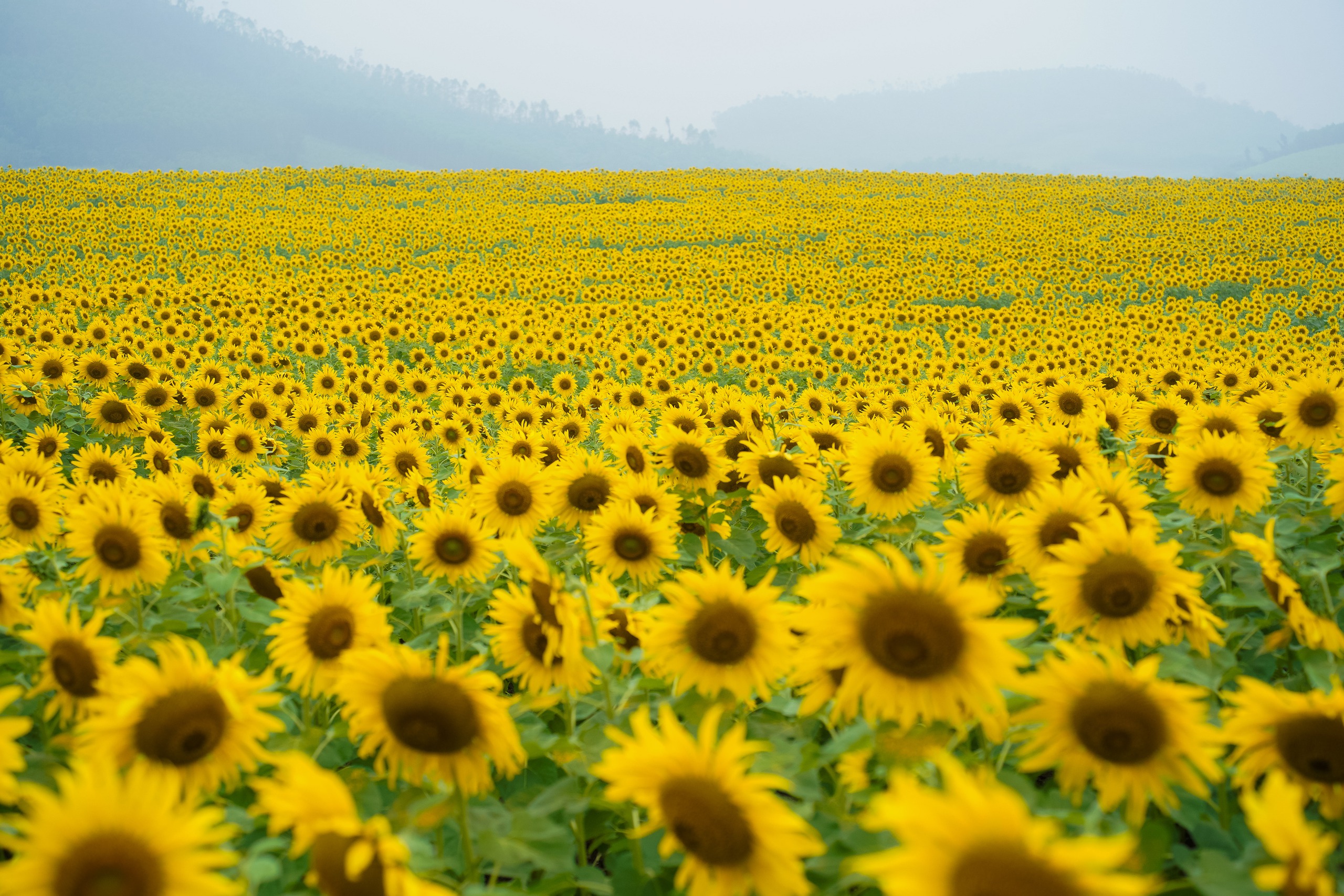 Cánh đồng hoa hướng dương Nghệ An nở rộ: Chụp một tấm ảnh mất cả tiếng - ảnh 2