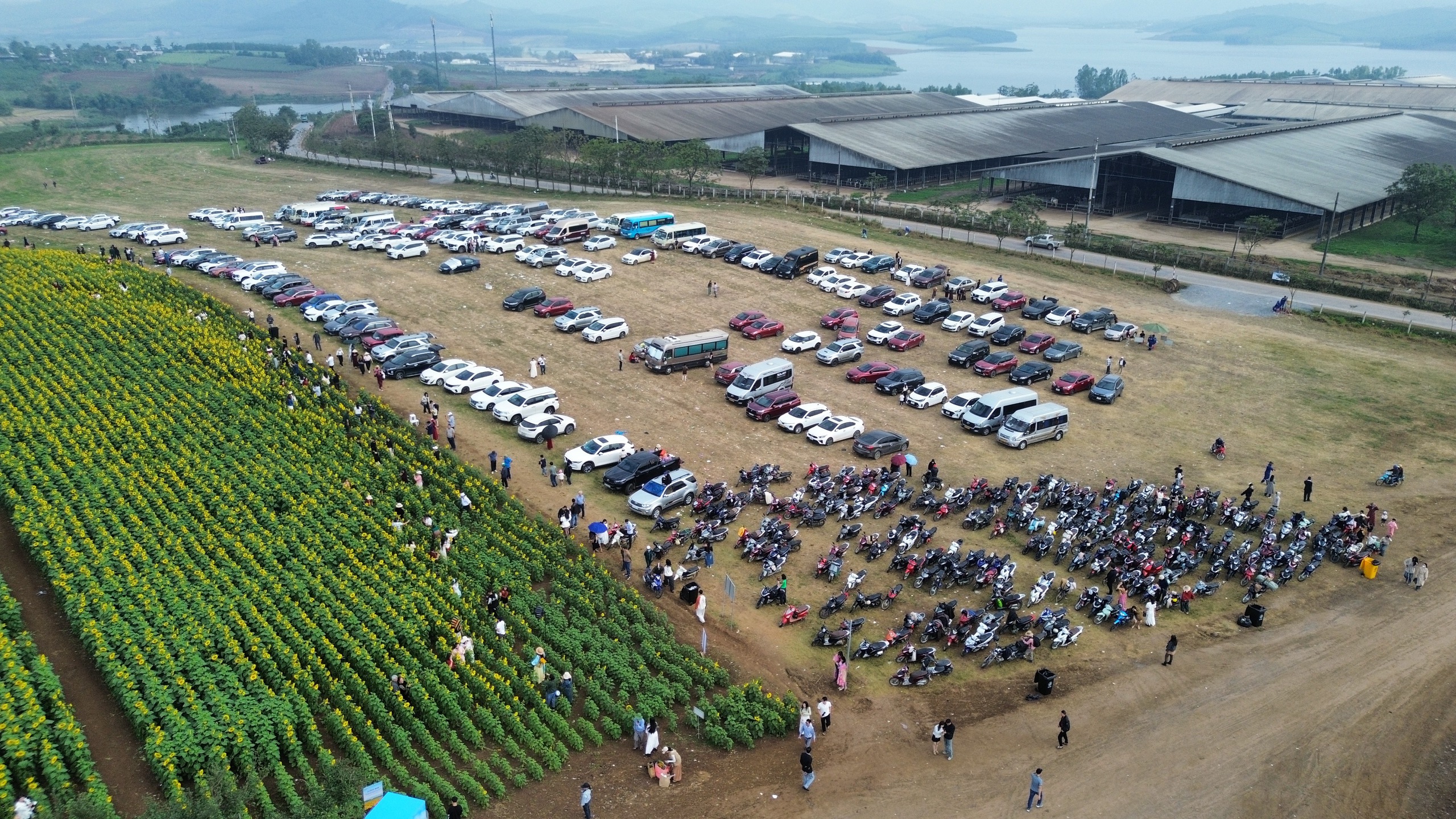 

Lượng xe của du khách ghi nhận vào khoảng 9 giờ sáng ngày đầu tuần. Nếu đi vào dịp cuối tuần, khu vực này có thể xảy ra ùn ứ kéo dài  