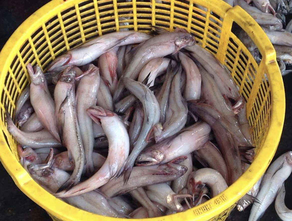 Qu'est-ce que le « ca khoai » ? C'est un poisson à la chair tendre et ...
