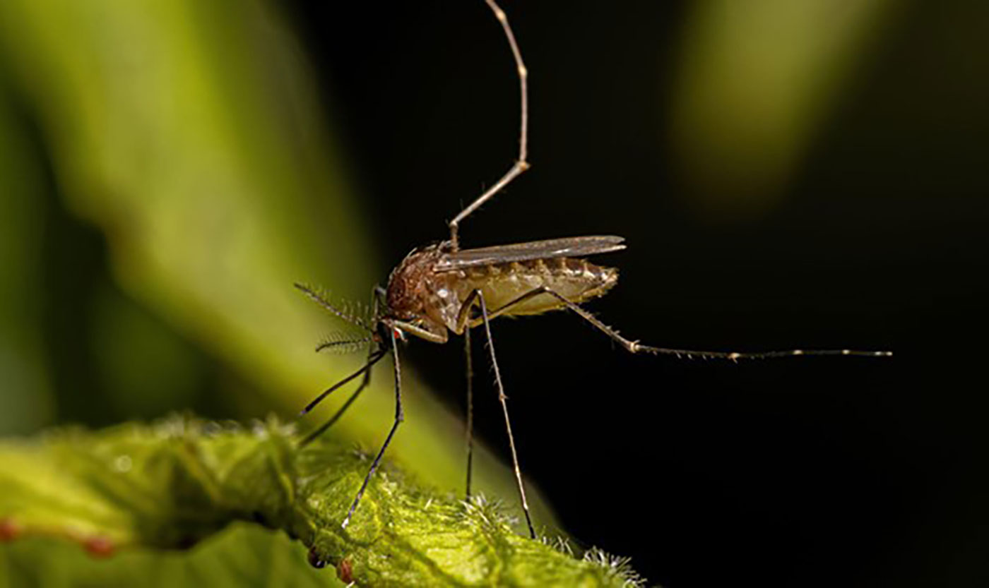 65% Ca Viêm Não Nhật Bản Được Ghi Nhận Ở Trẻ 5 - 15 Tuổi- Ảnh 2.