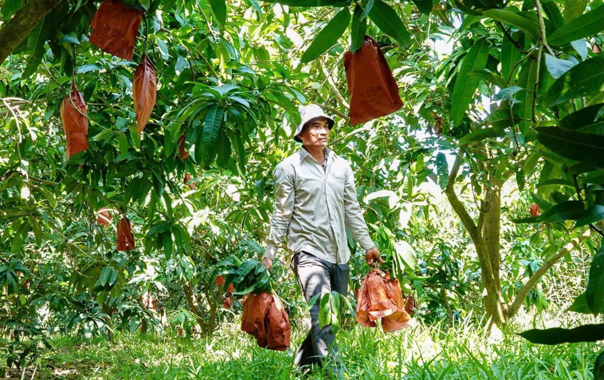 Trái cây tạo hình Tết Bính Ngọ: Nhà vườn miền Tây chăm chút từng sản phẩm- Ảnh 3.