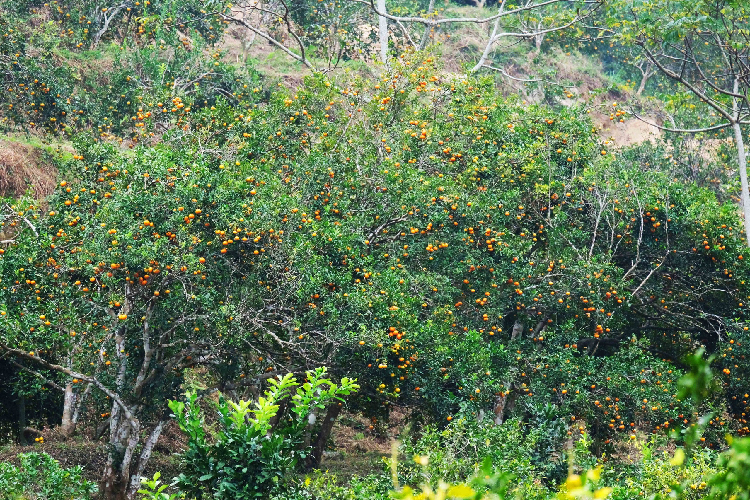 Mùa cam chín vàng ở đặc khu Vân Đồn- Ảnh 4. Mùa cam chín vàng ở đặc khu Vân Đồn- Ảnh 4.