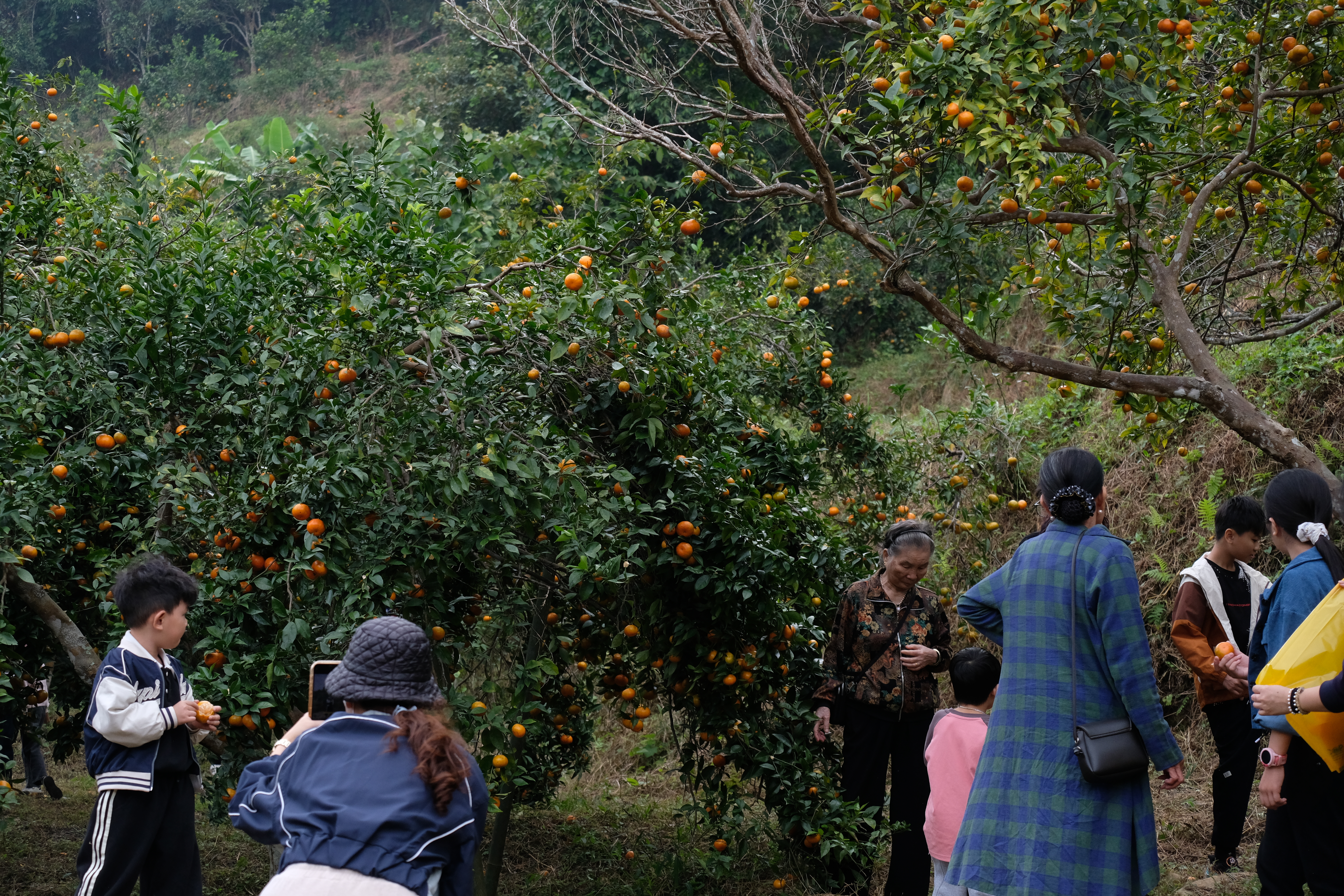 Mùa cam chín vàng ở đặc khu Vân Đồn- Ảnh 12. Mùa cam chín vàng ở đặc khu Vân Đồn- Ảnh 12.