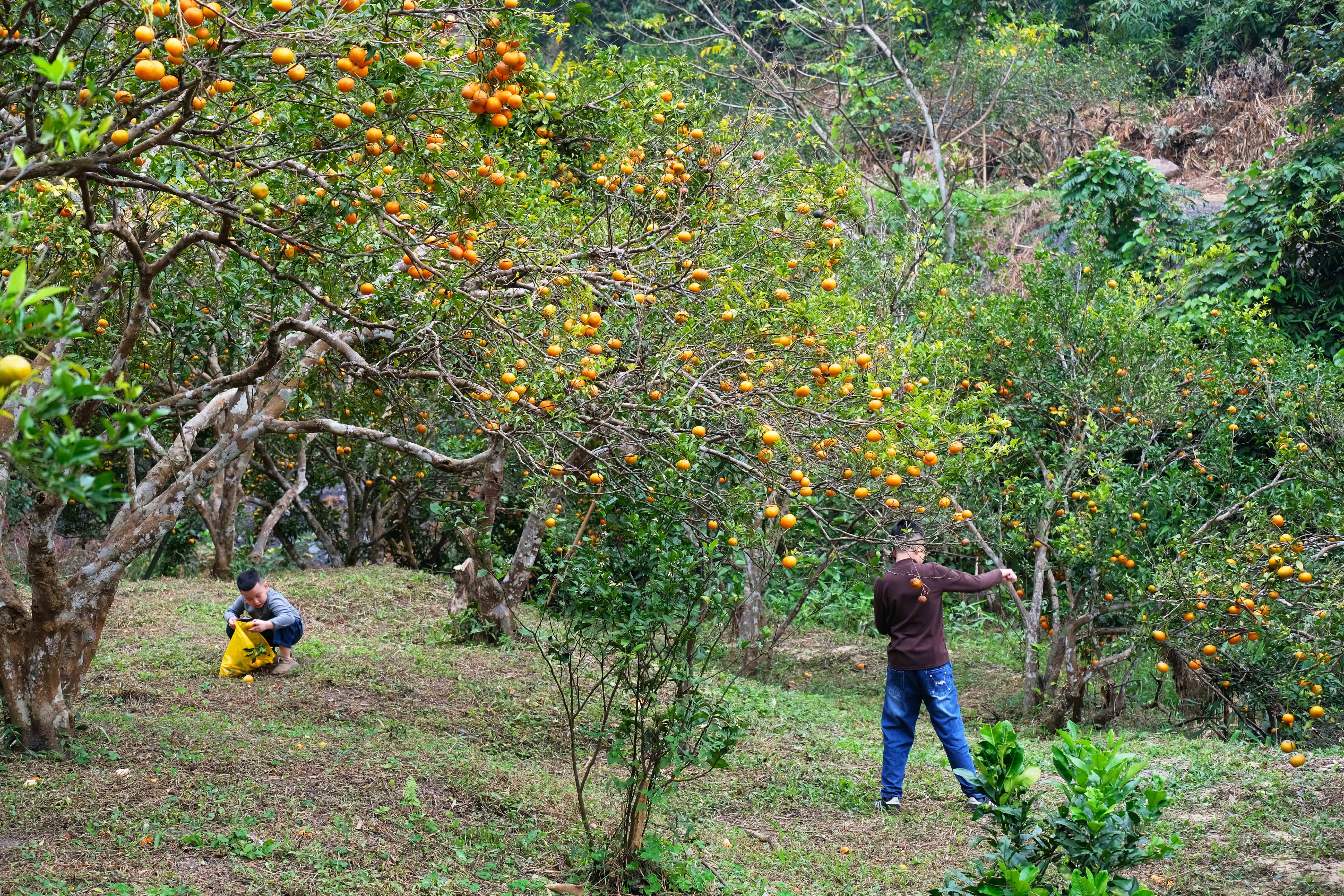 Mùa cam chín vàng ở đặc khu Vân Đồn- Ảnh 6. Mùa cam chín vàng ở đặc khu Vân Đồn- Ảnh 6.