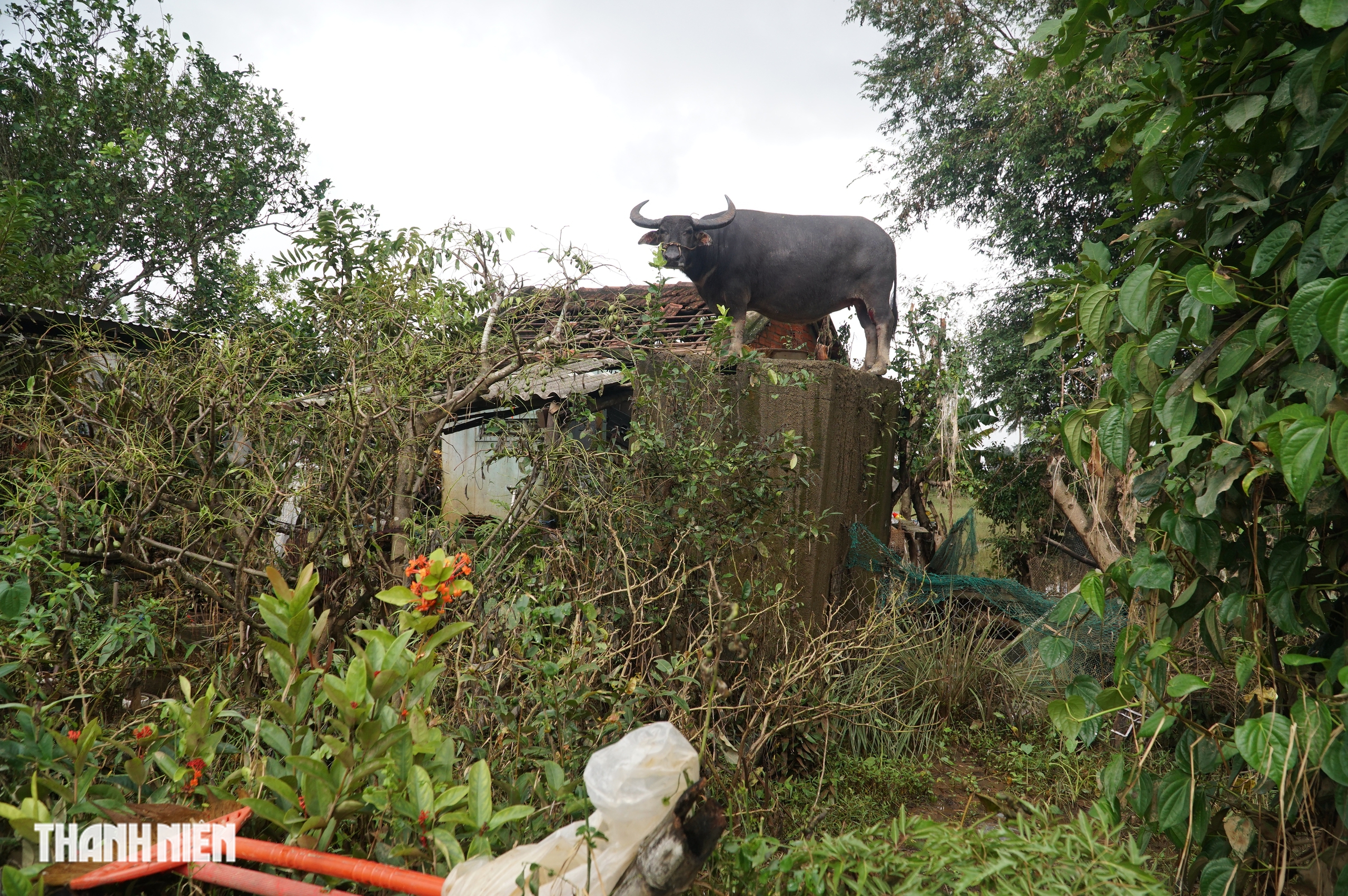 Những con vật từng &lsquo;tạo s&oacute;ng&rsquo; mạng x&atilde; hội trong năm 2025 - Ảnh 3.