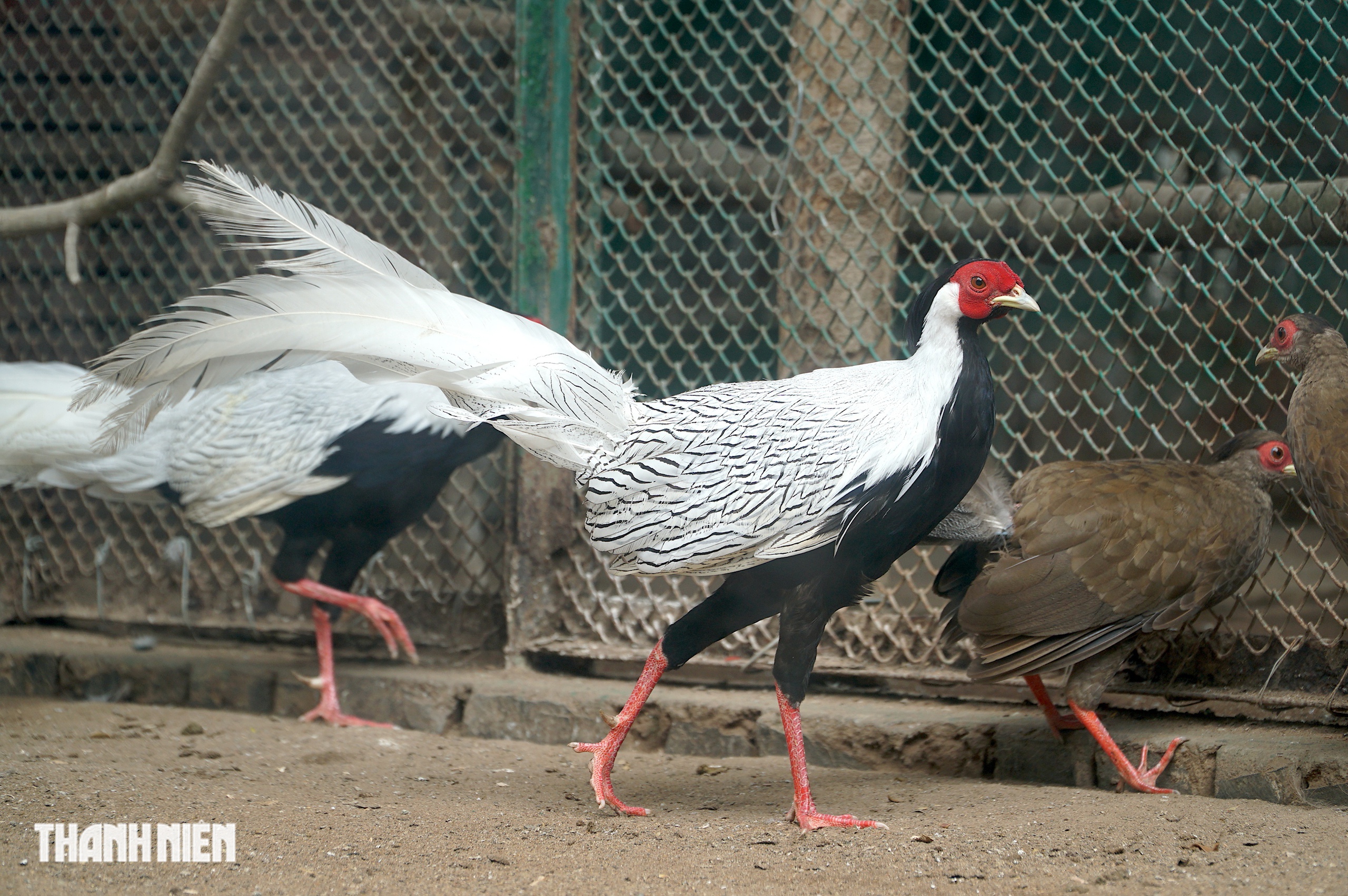 Những con vật từng &lsquo;tạo s&oacute;ng&rsquo; mạng x&atilde; hội trong năm 2025 - Ảnh 4.