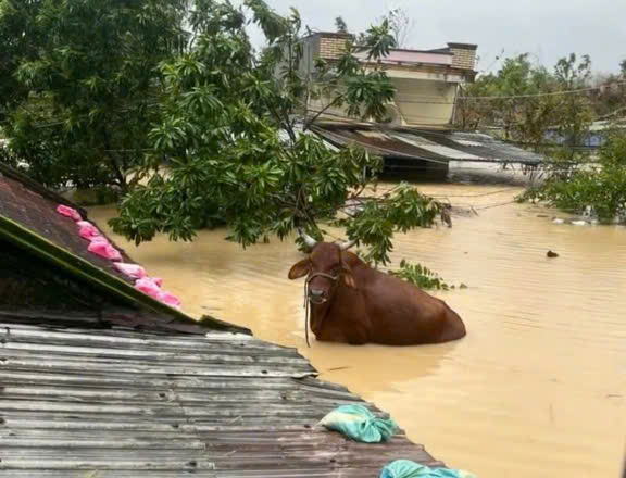 Những con vật từng &lsquo;tạo s&oacute;ng&rsquo; mạng x&atilde; hội trong năm 2025 - Ảnh 1.