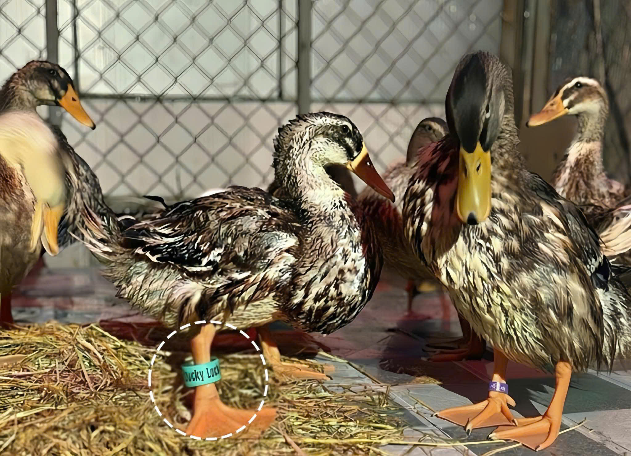 Những con vật từng &lsquo;tạo s&oacute;ng&rsquo; mạng x&atilde; hội trong năm 2025 - Ảnh 2.