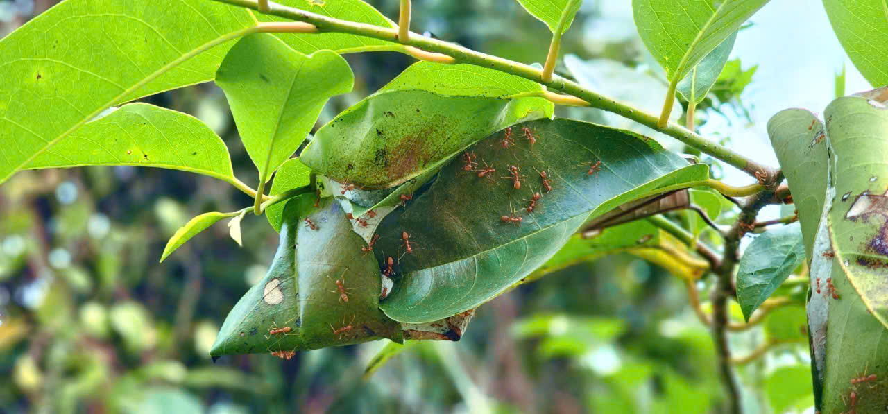 Tên đường độc lạ ở vùng ven TP. Hồ Chí Minh: Ổ Cu Kiến Vàng và ký ức khẩn hoang Chuyện về Ổ Cu Kiến Vàng: Cung đường lạ, đẹp như tranh ở vùng ven TP.HCM - Ảnh 2.