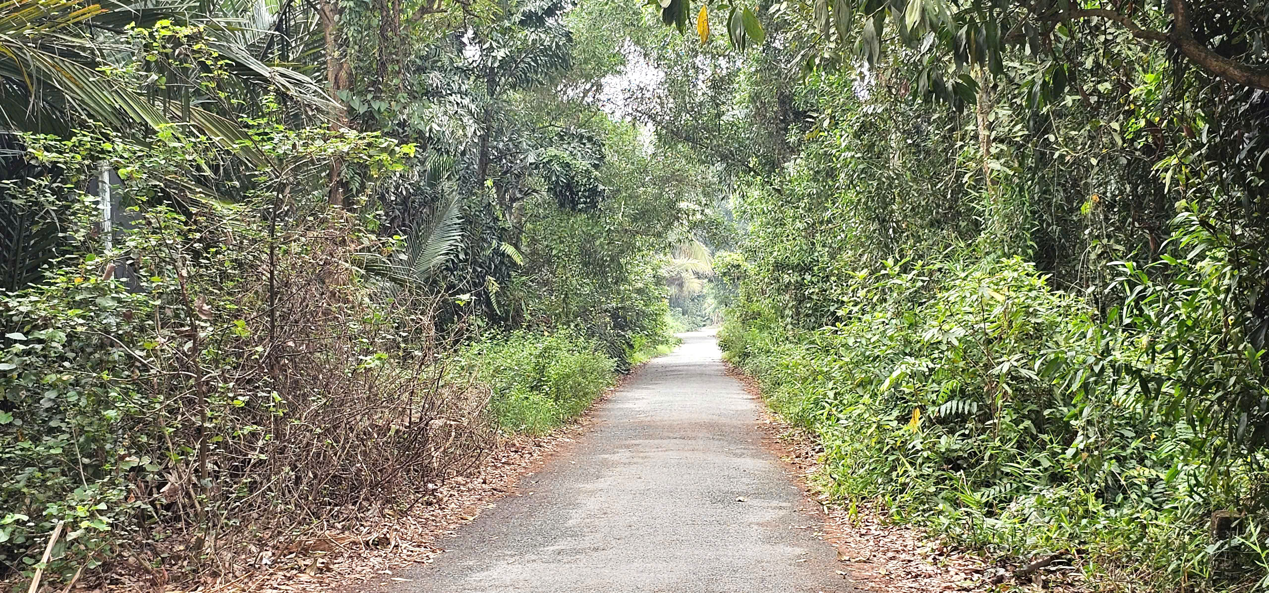 Tên đường độc lạ ở vùng ven TP. Hồ Chí Minh: Ổ Cu Kiến Vàng và ký ức khẩn hoang Chuyện về Ổ Cu Kiến Vàng: Cung đường lạ, đẹp như tranh ở vùng ven TP.HCM - Ảnh 1.