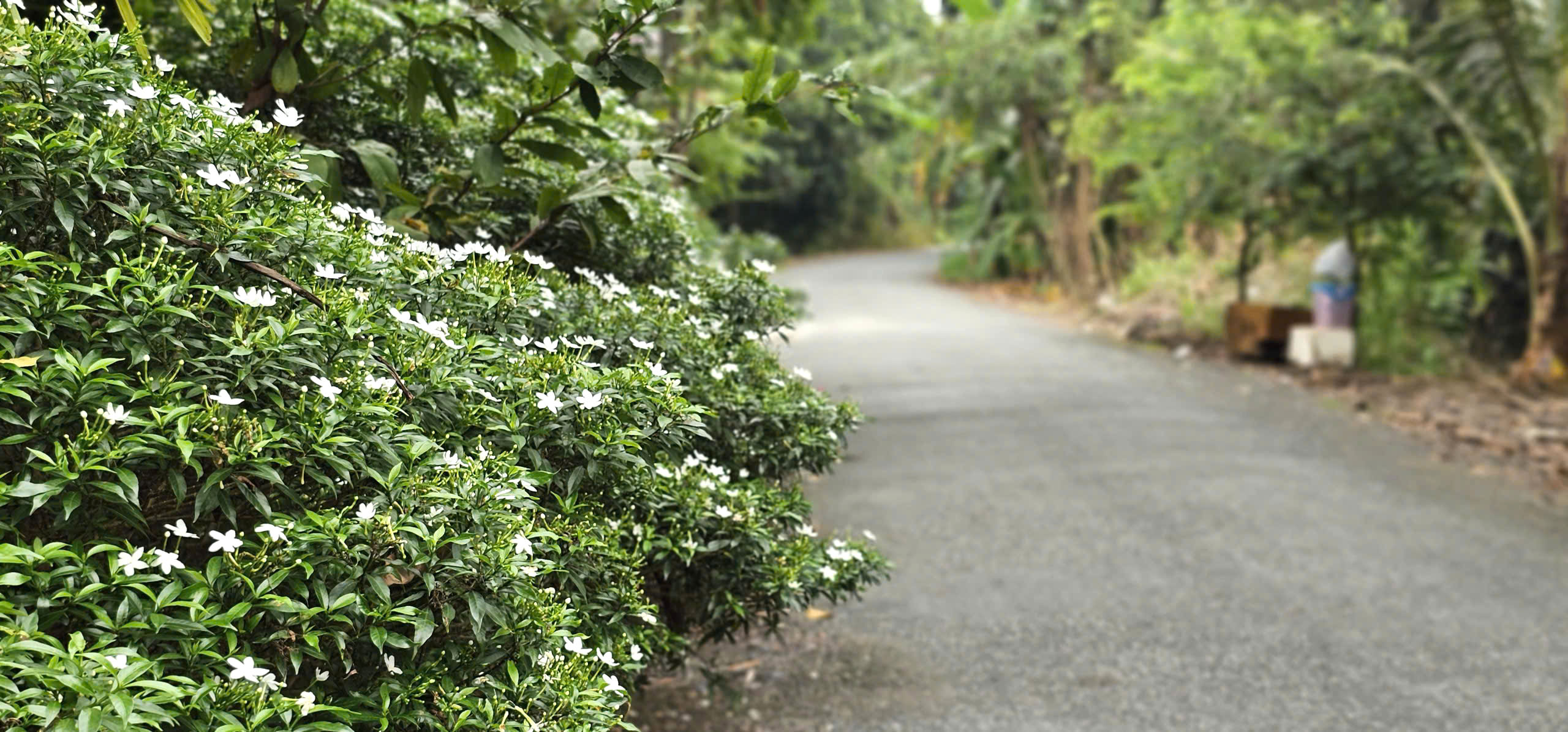 Tên đường độc lạ ở vùng ven TP. Hồ Chí Minh: Ổ Cu Kiến Vàng và ký ức khẩn hoang Chuyện về Ổ Cu Kiến Vàng: Cung đường lạ, đẹp như tranh ở vùng ven TP.HCM - Ảnh 6.